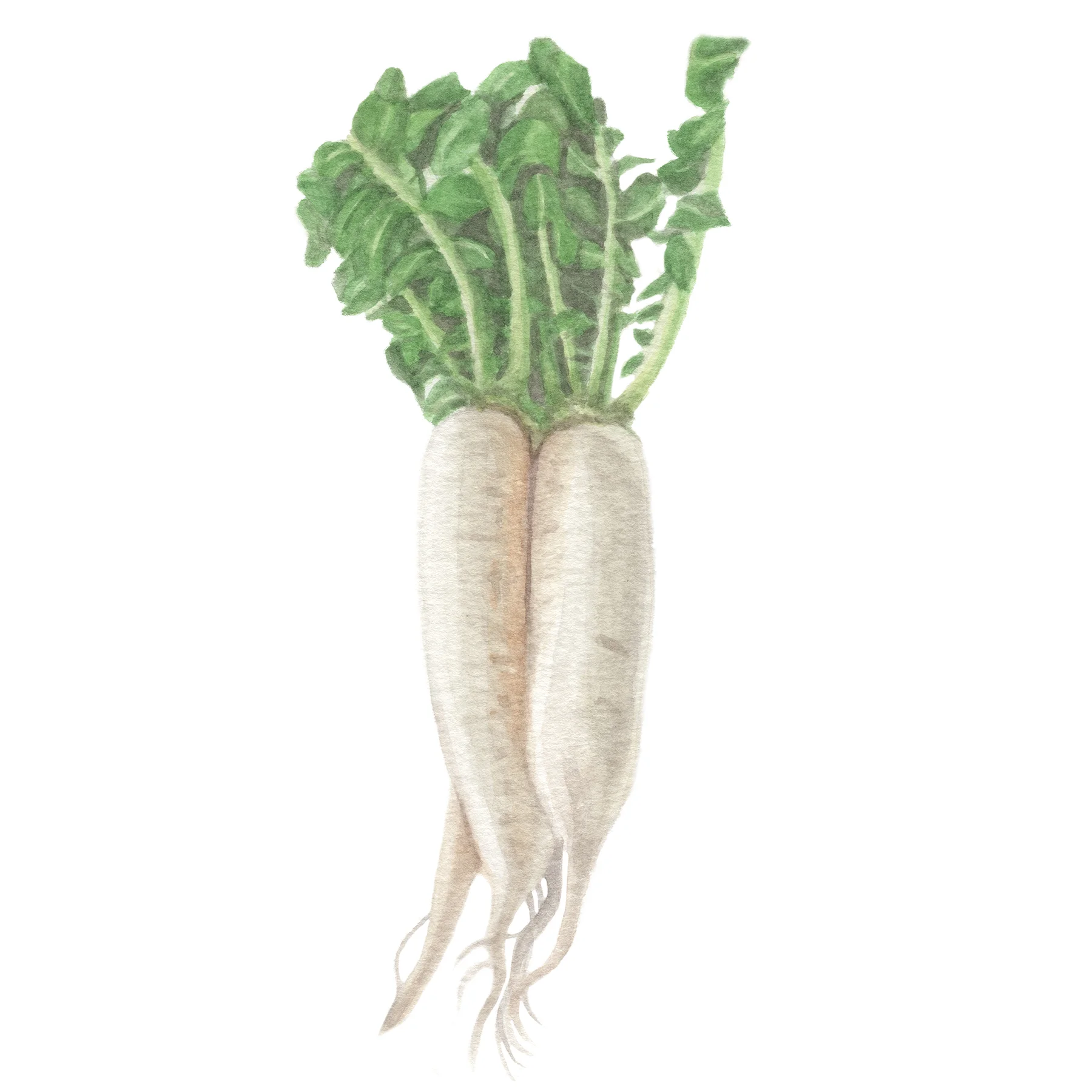 Daikon.jpg