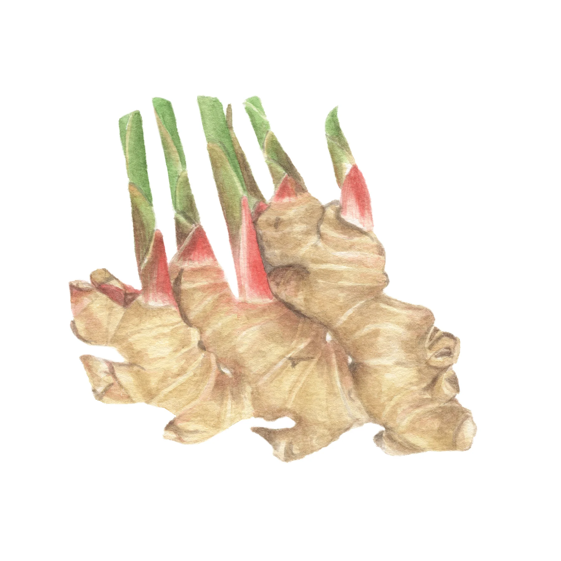 Ginger.jpg