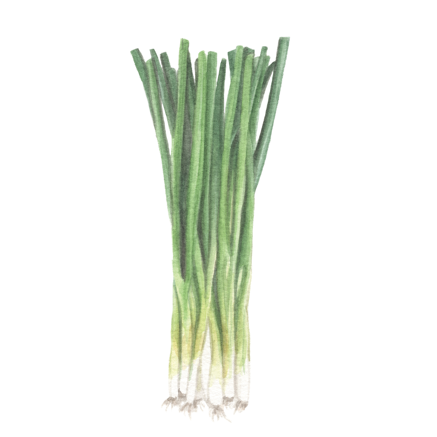 GreenOnions.jpg