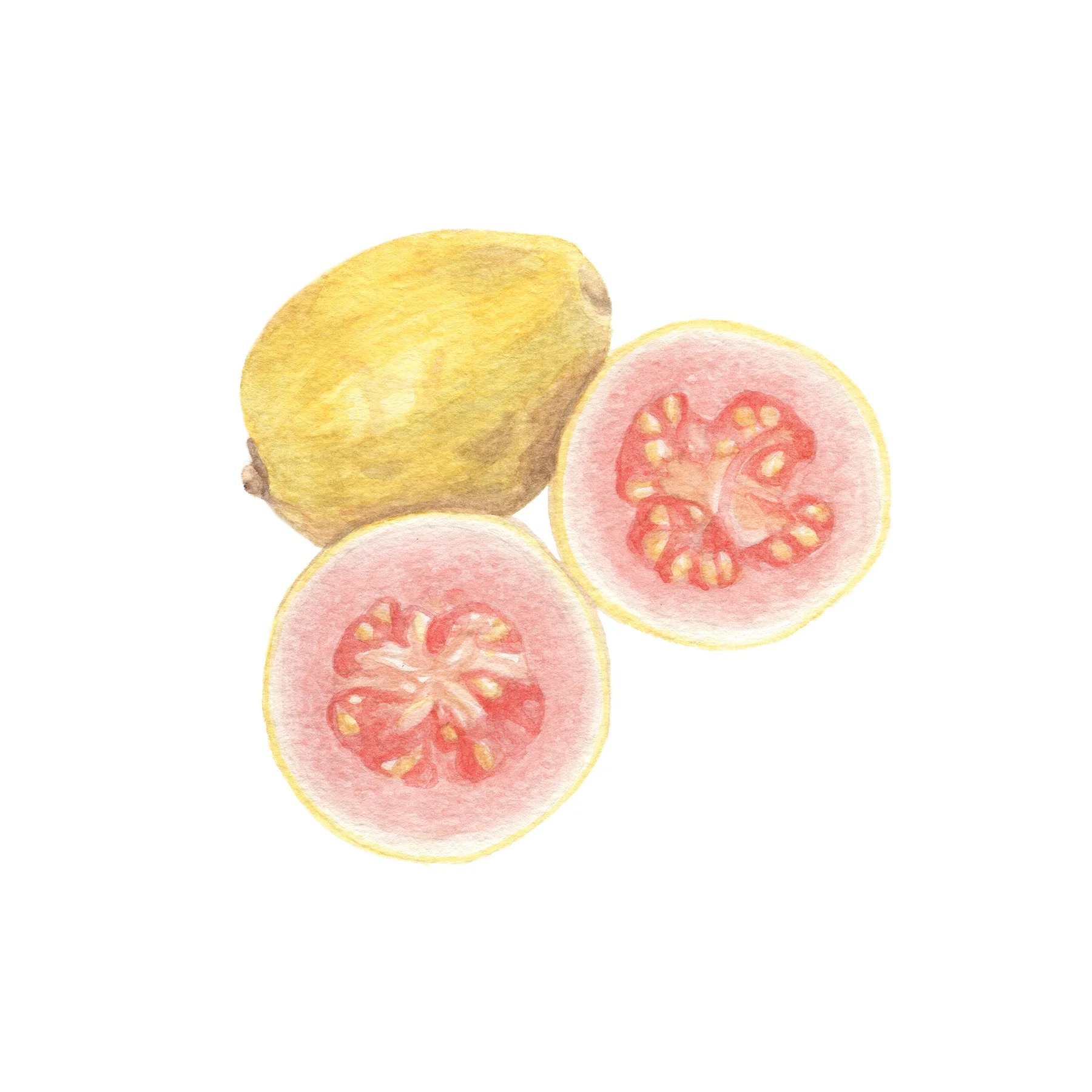 Guava.jpg