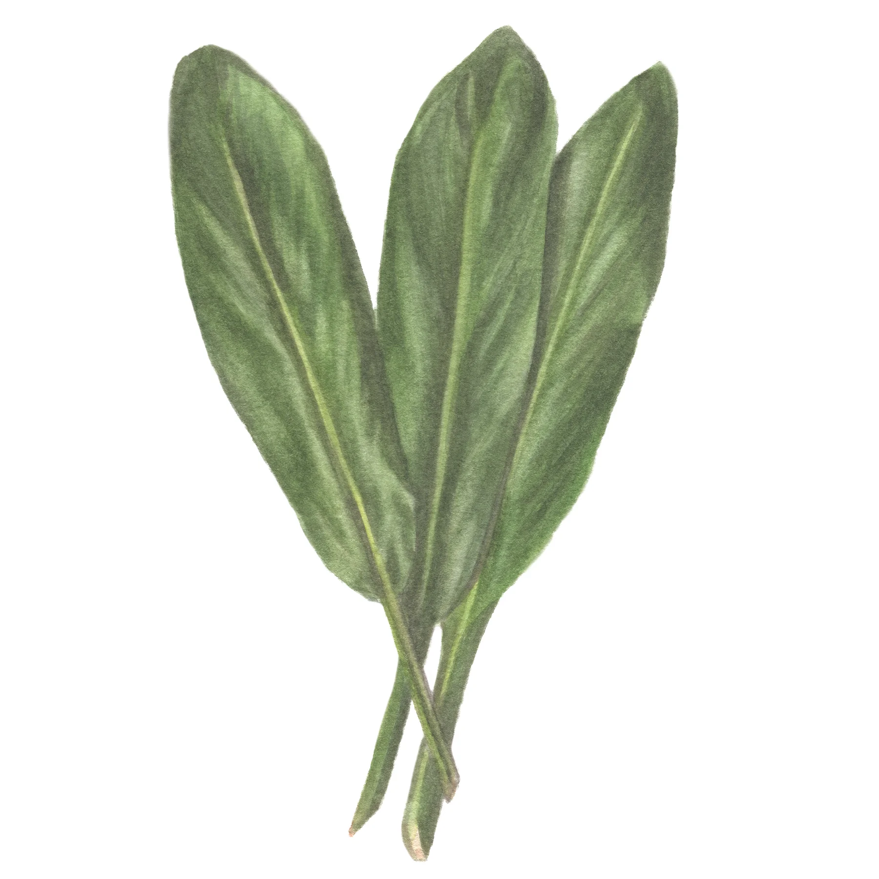 TiLeaf.jpg