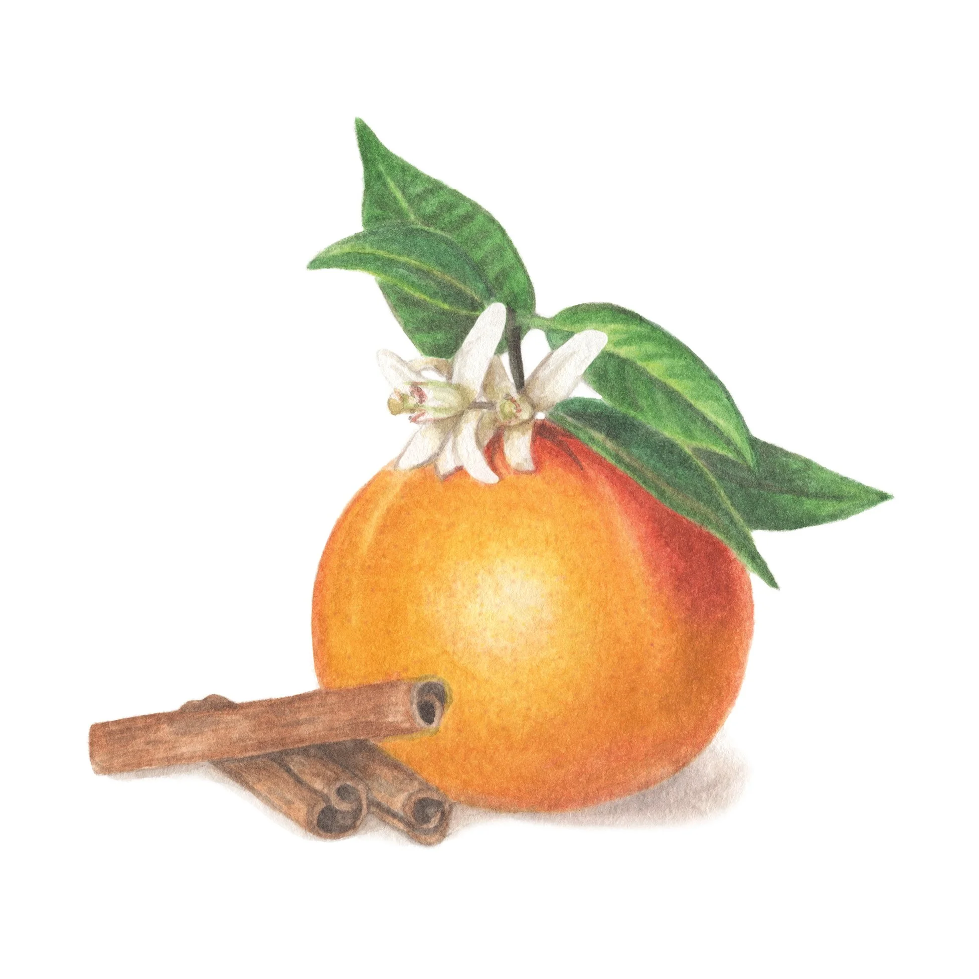 OrangeBlossom.jpg