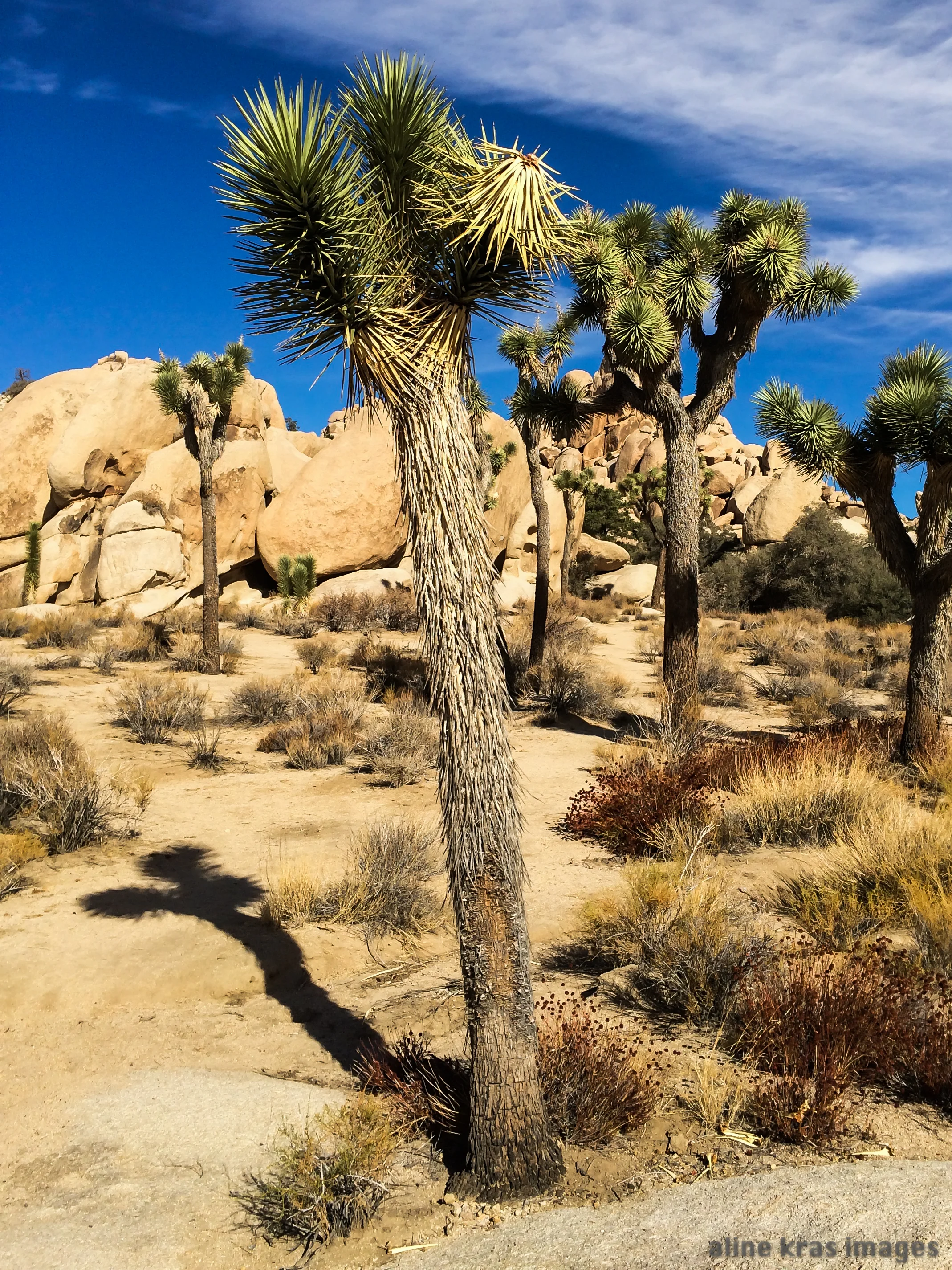Joshua Tree