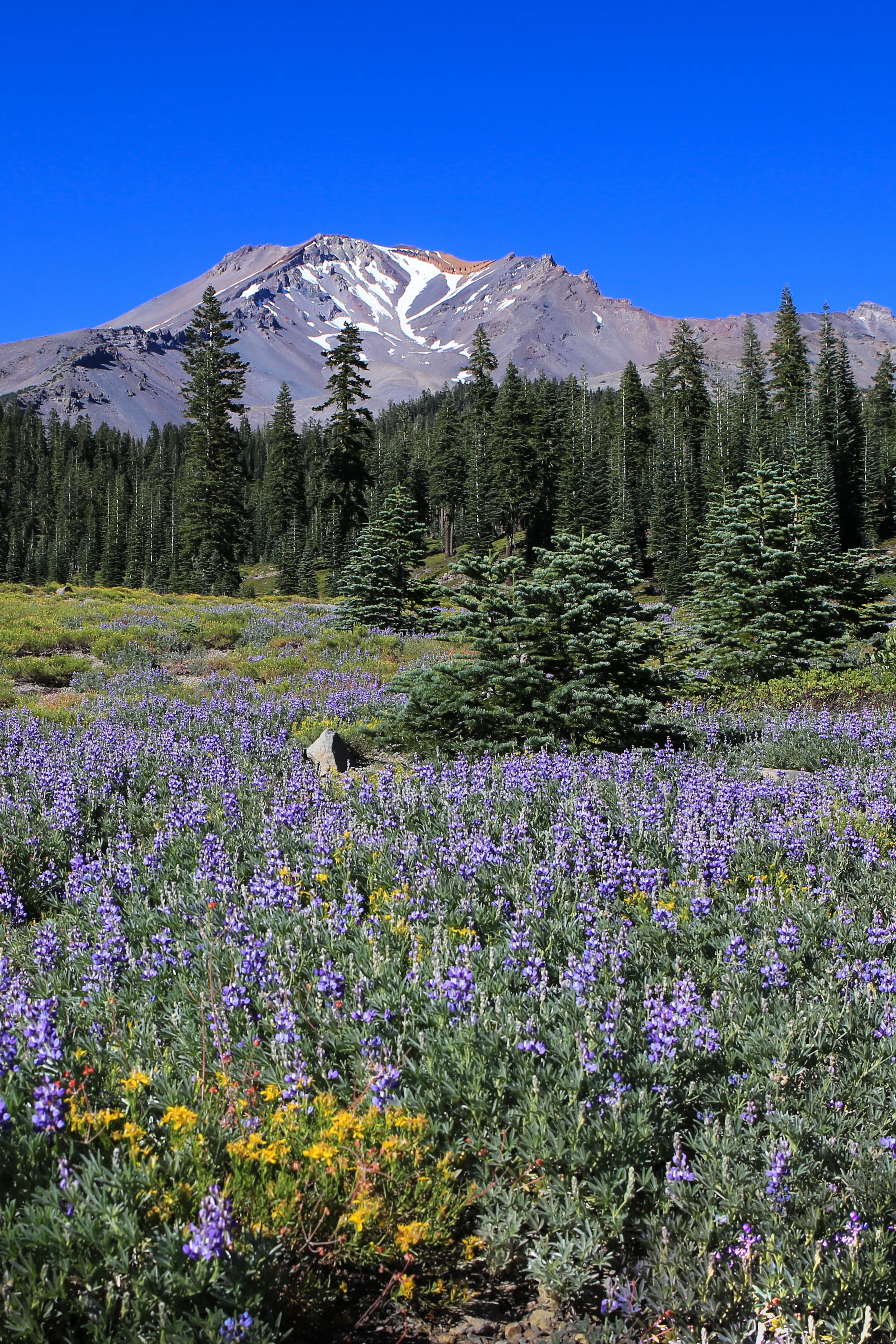 Mount Shasta CA