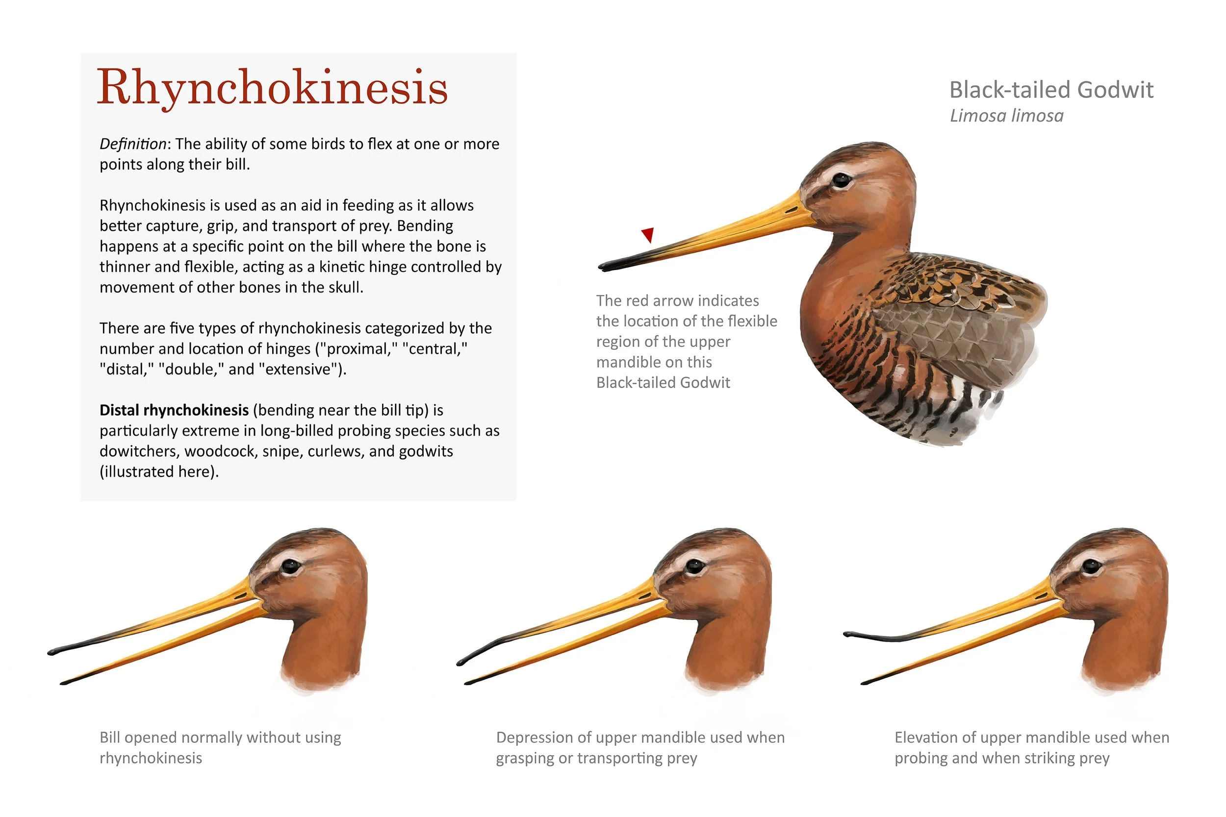 Rhynchokinesis_Godwit_B107 copy_small.jpg
