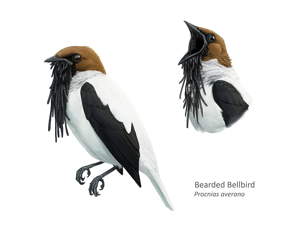 BeardedBellbird_A103 copy_small.jpg