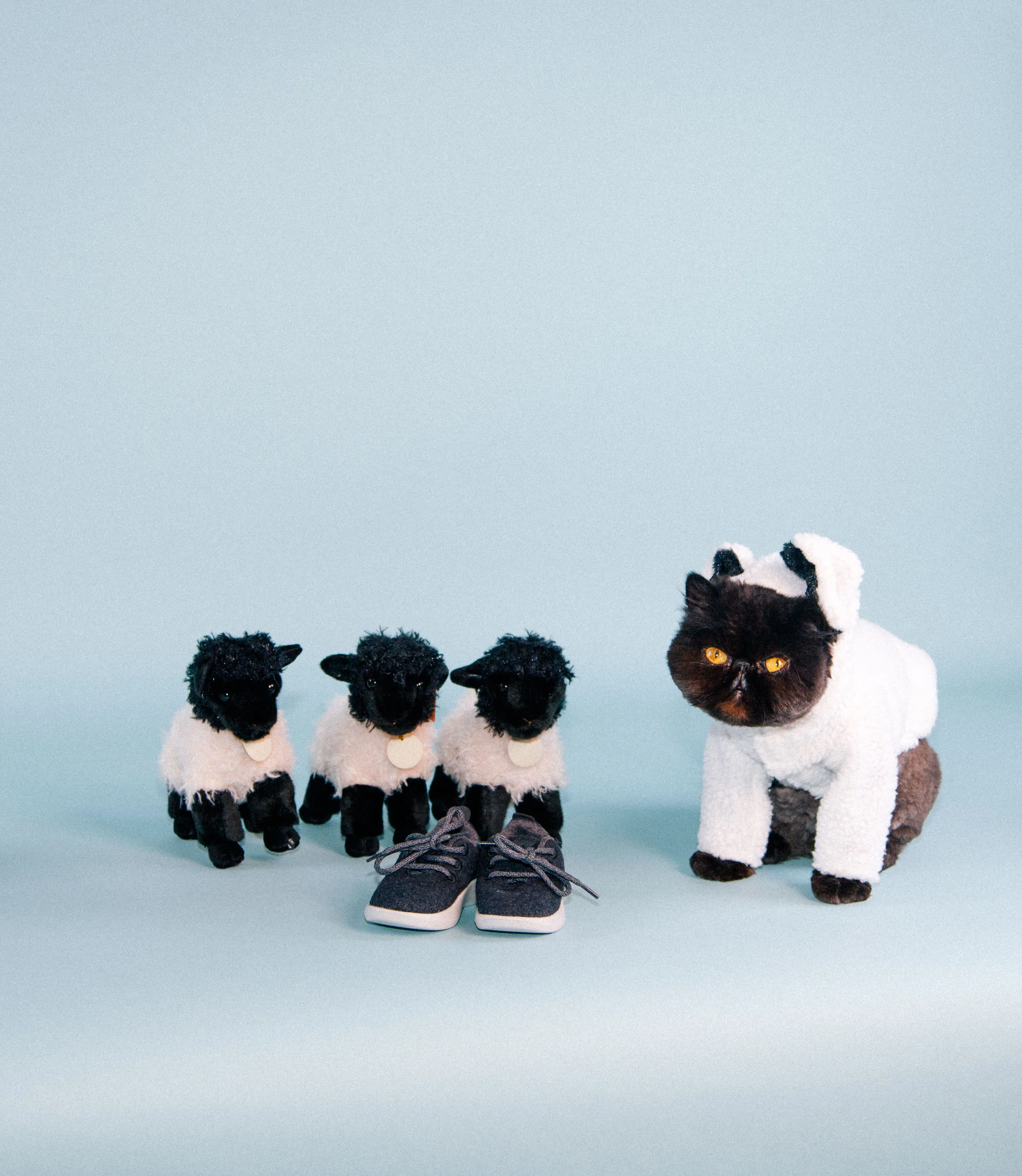 2-IMG_1740-muaddibthecat-allbirds (1).jpg