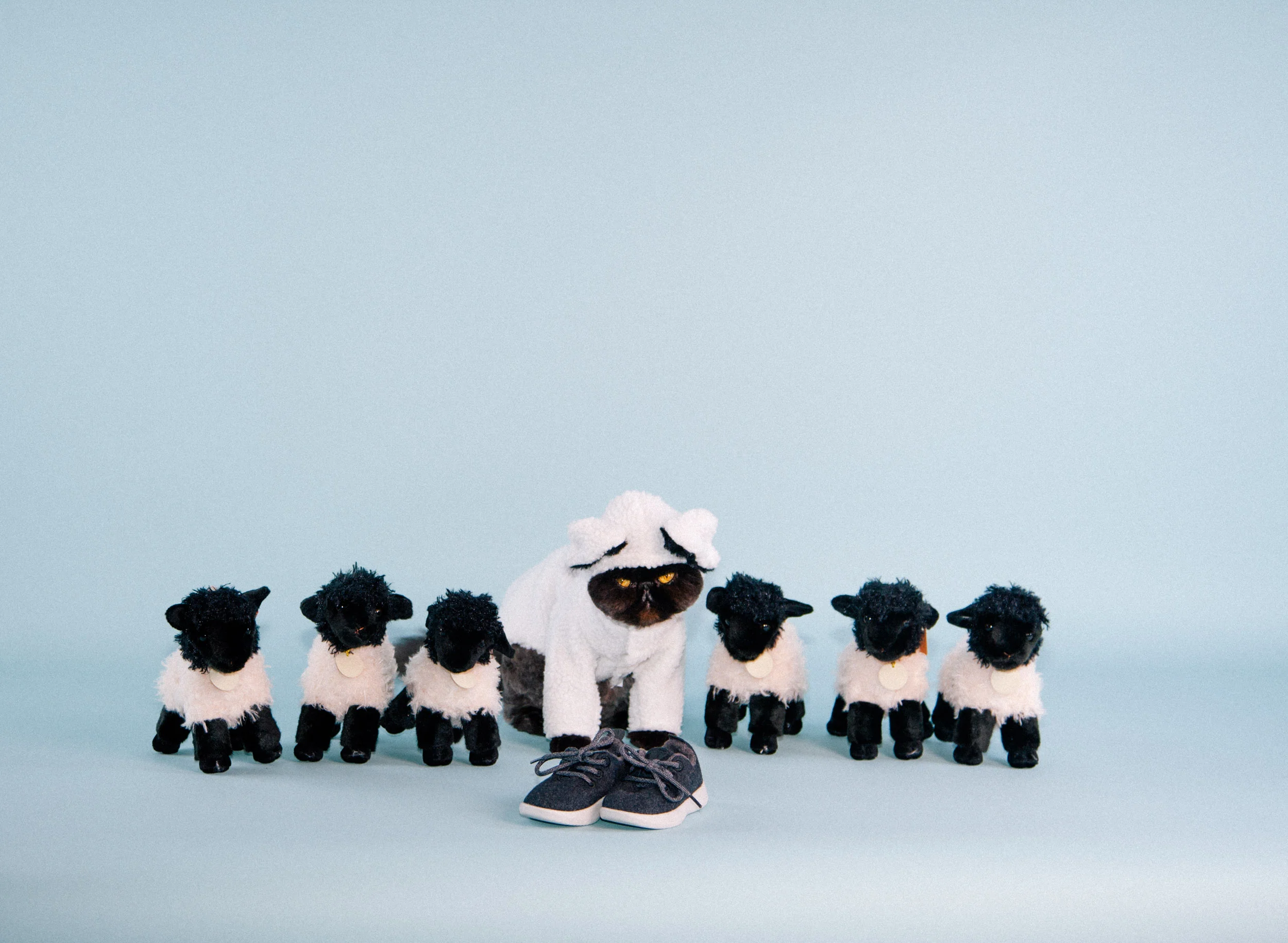 4-IMG_1727-muaddibthecat-allbirds (1).jpg