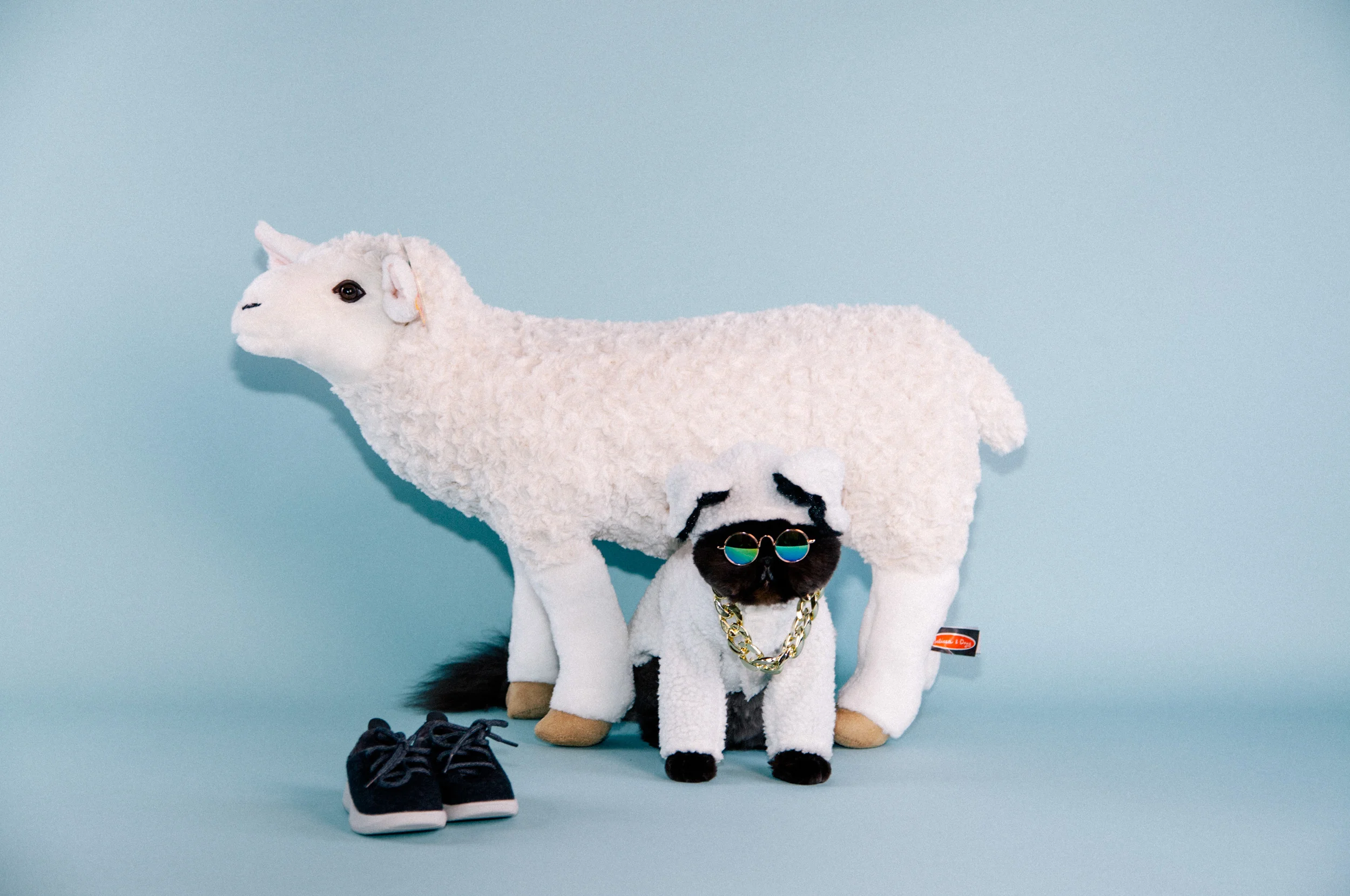 3-IMG_1885-muaddibthecat-allbirds (1).jpg