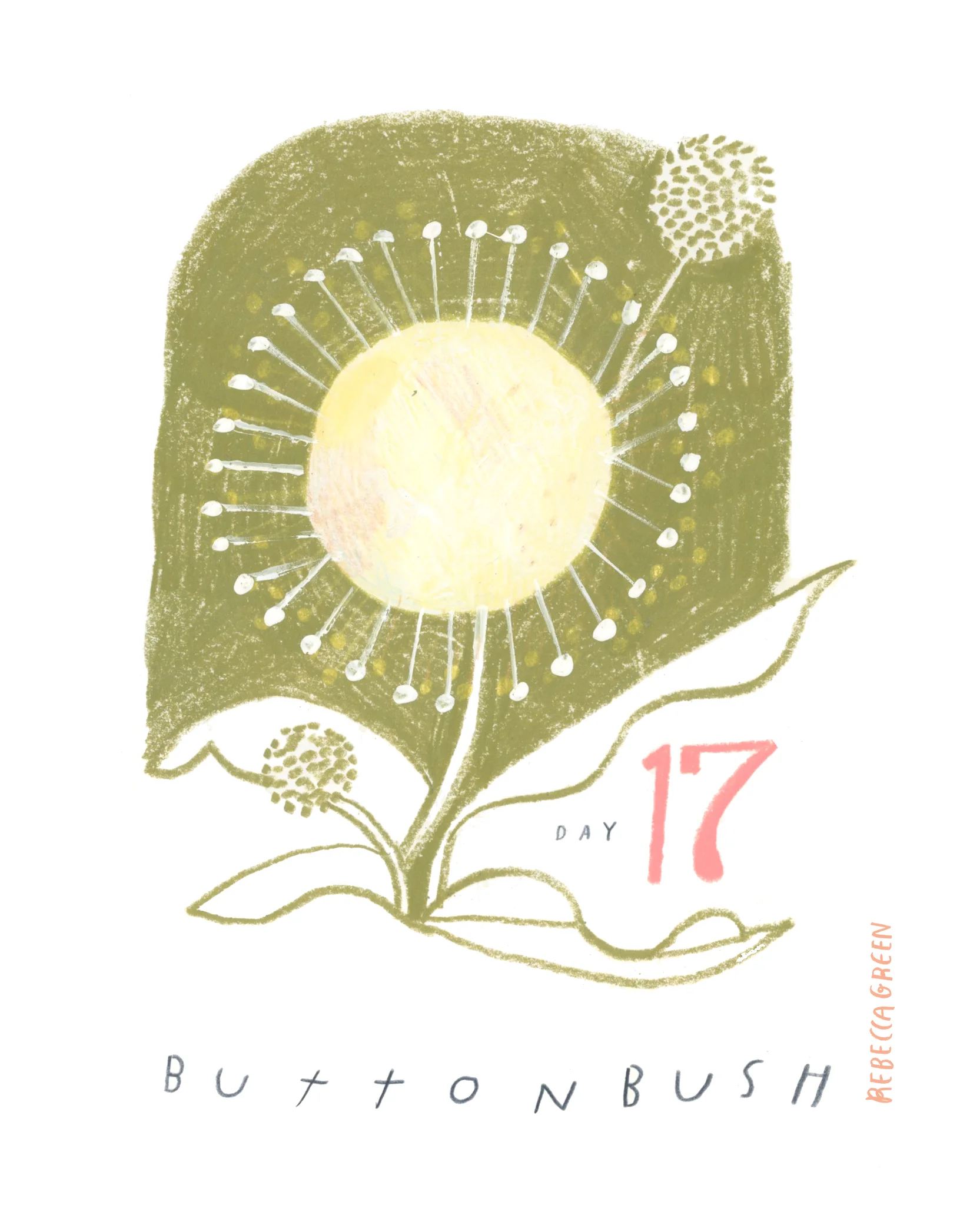 buttonbush.jpg