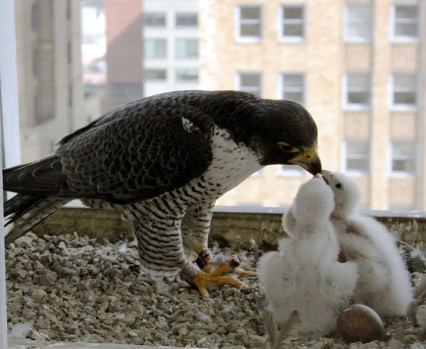 Princess Feeding Her Chicks