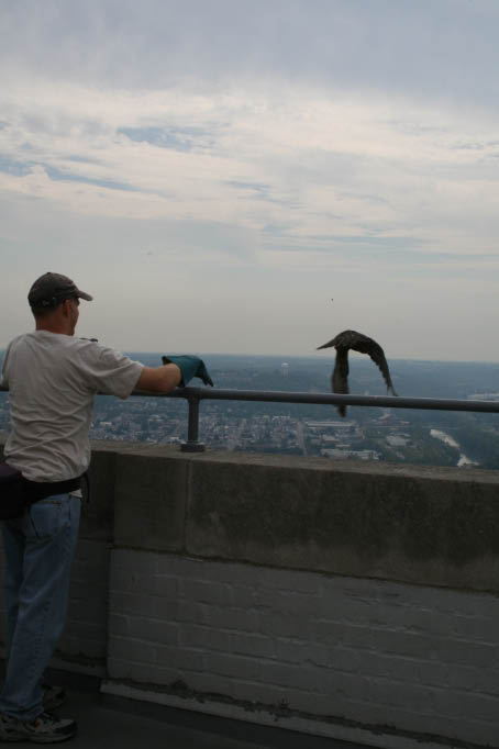 A naturalist releases a young falcon from the top of the Carew Tower.