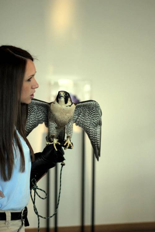 Abby Bramlage from the Ohio Bird Sanctuary talks about Legacy, the peregrine falcon