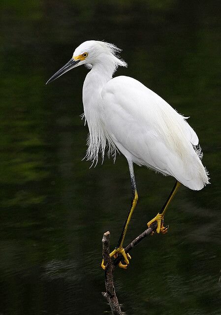 Snowy Egret 2.jpg