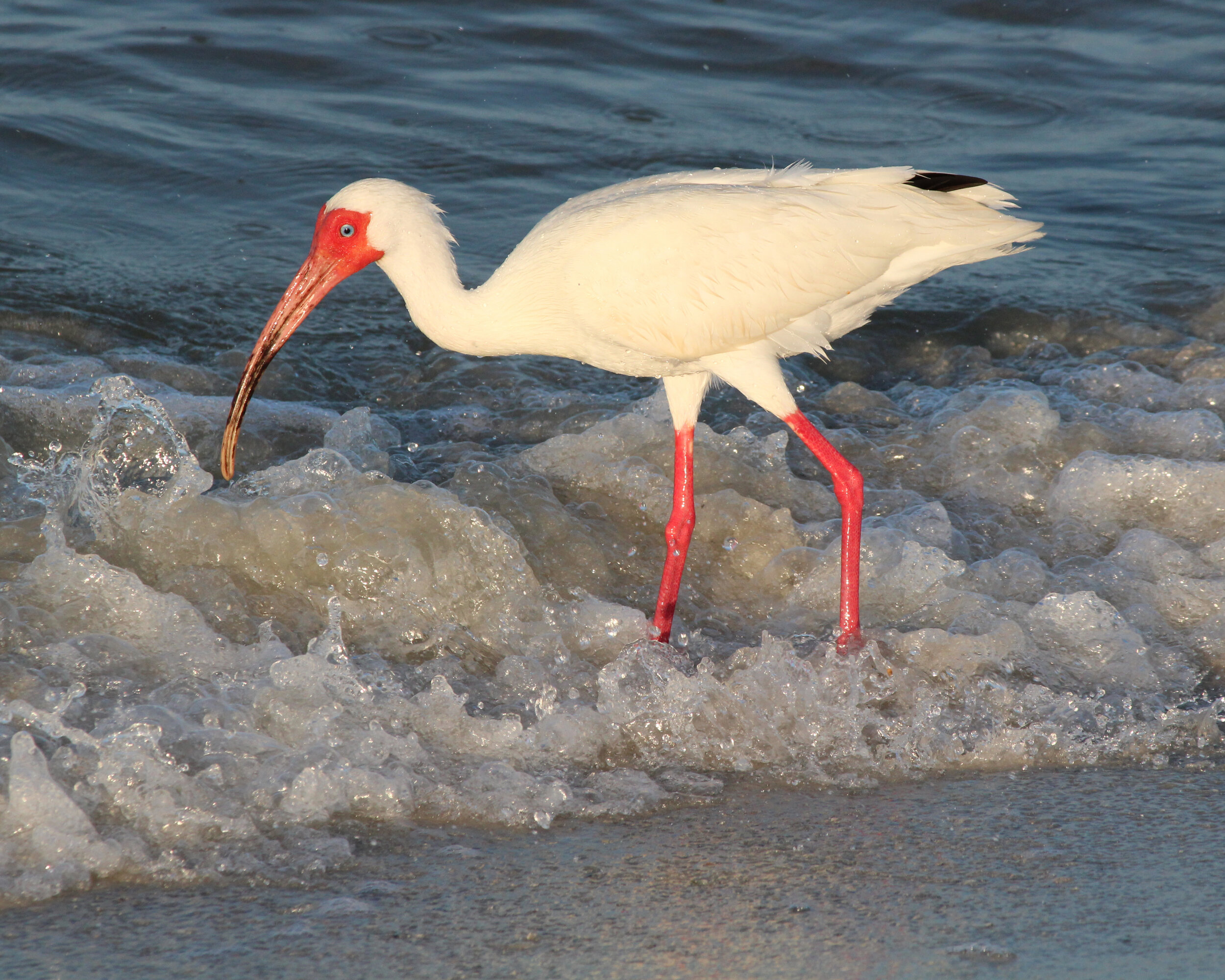 White Ibis Surf.jpg