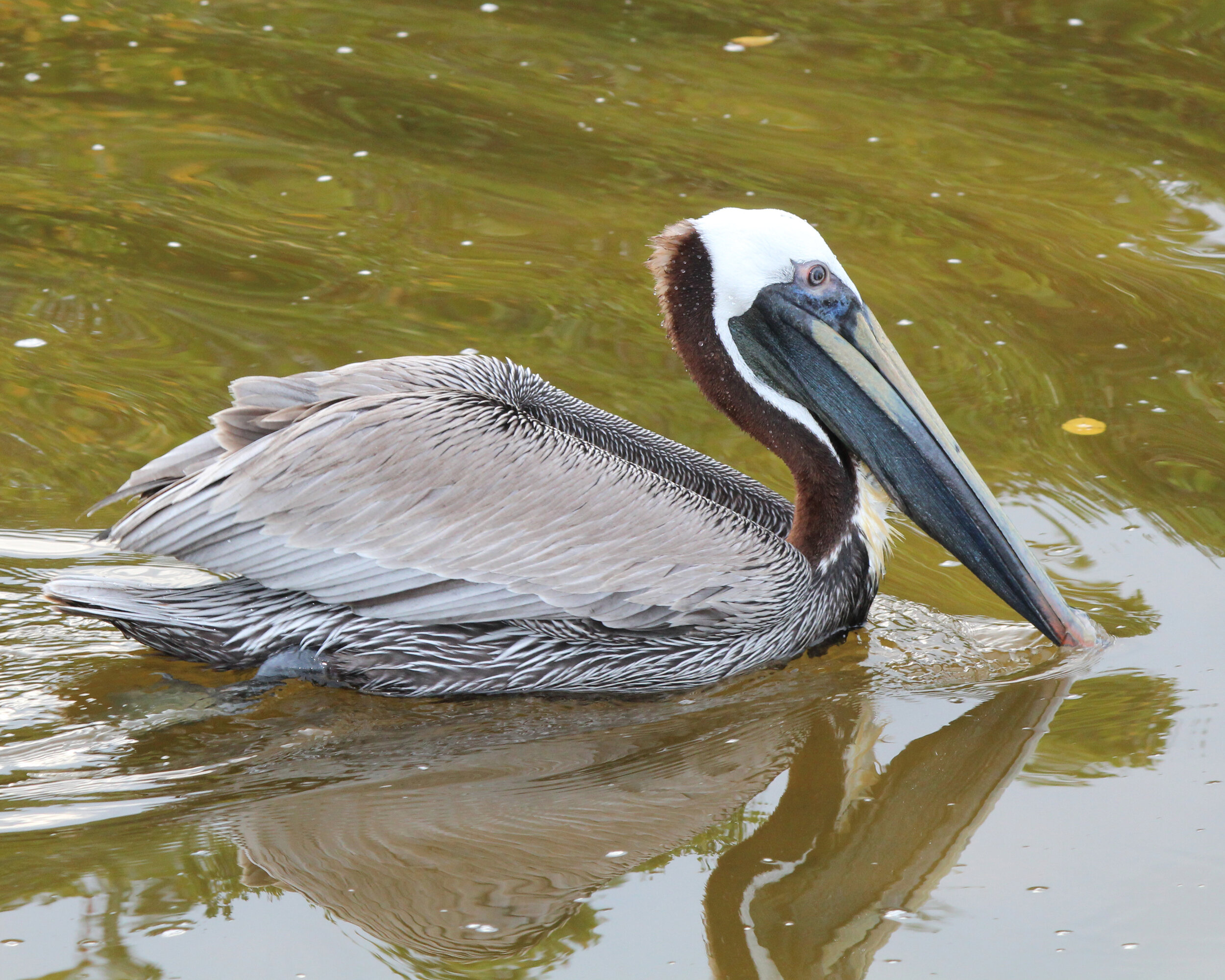 Brown Pelican 30.jpg