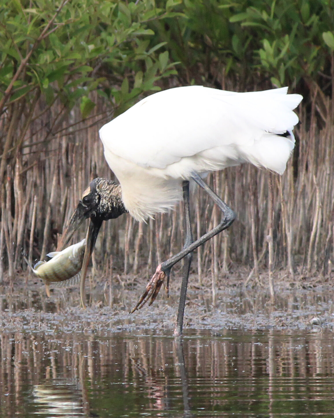 Wood Stork Fish.jpg