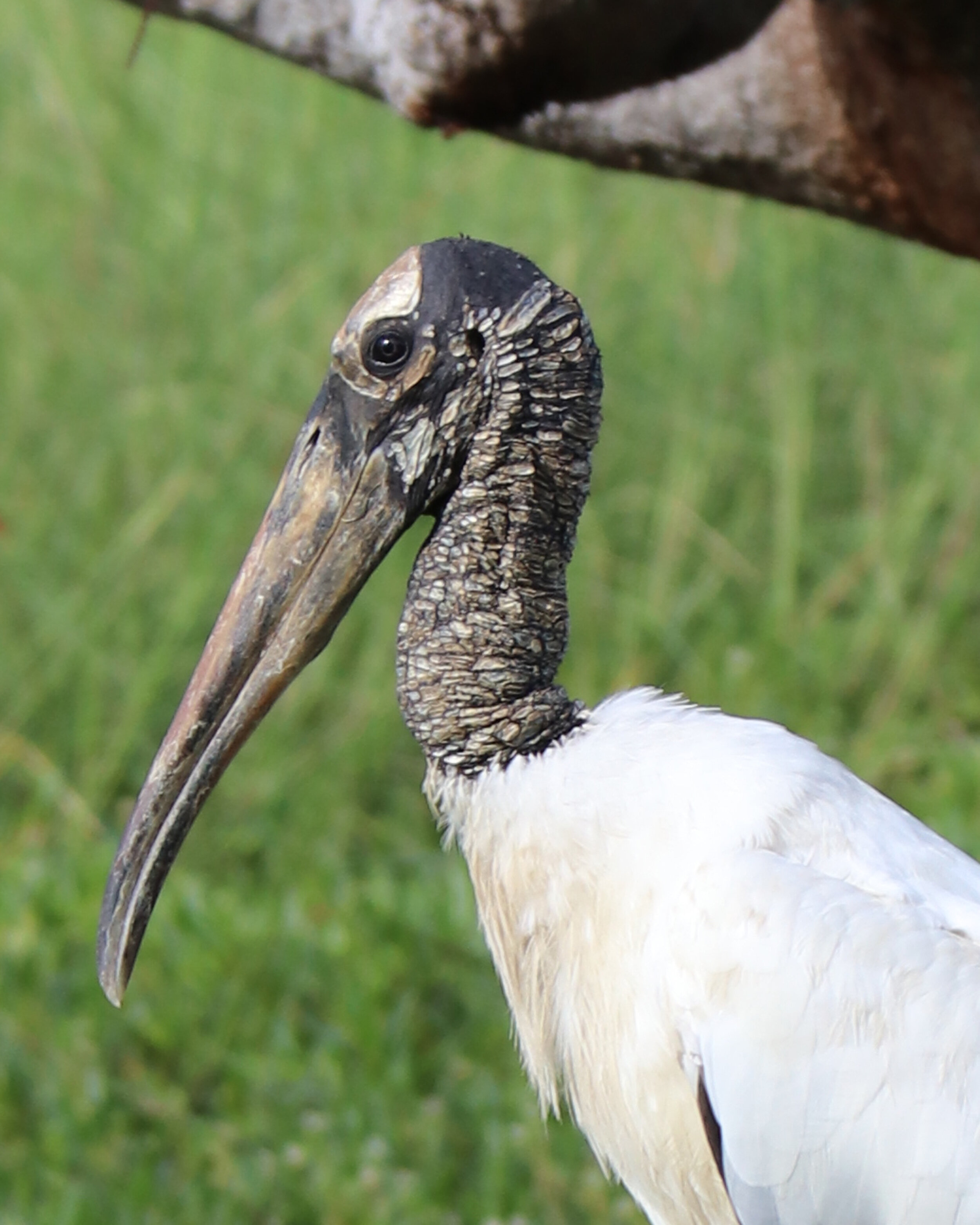 Wood Stork Head 2.jpg