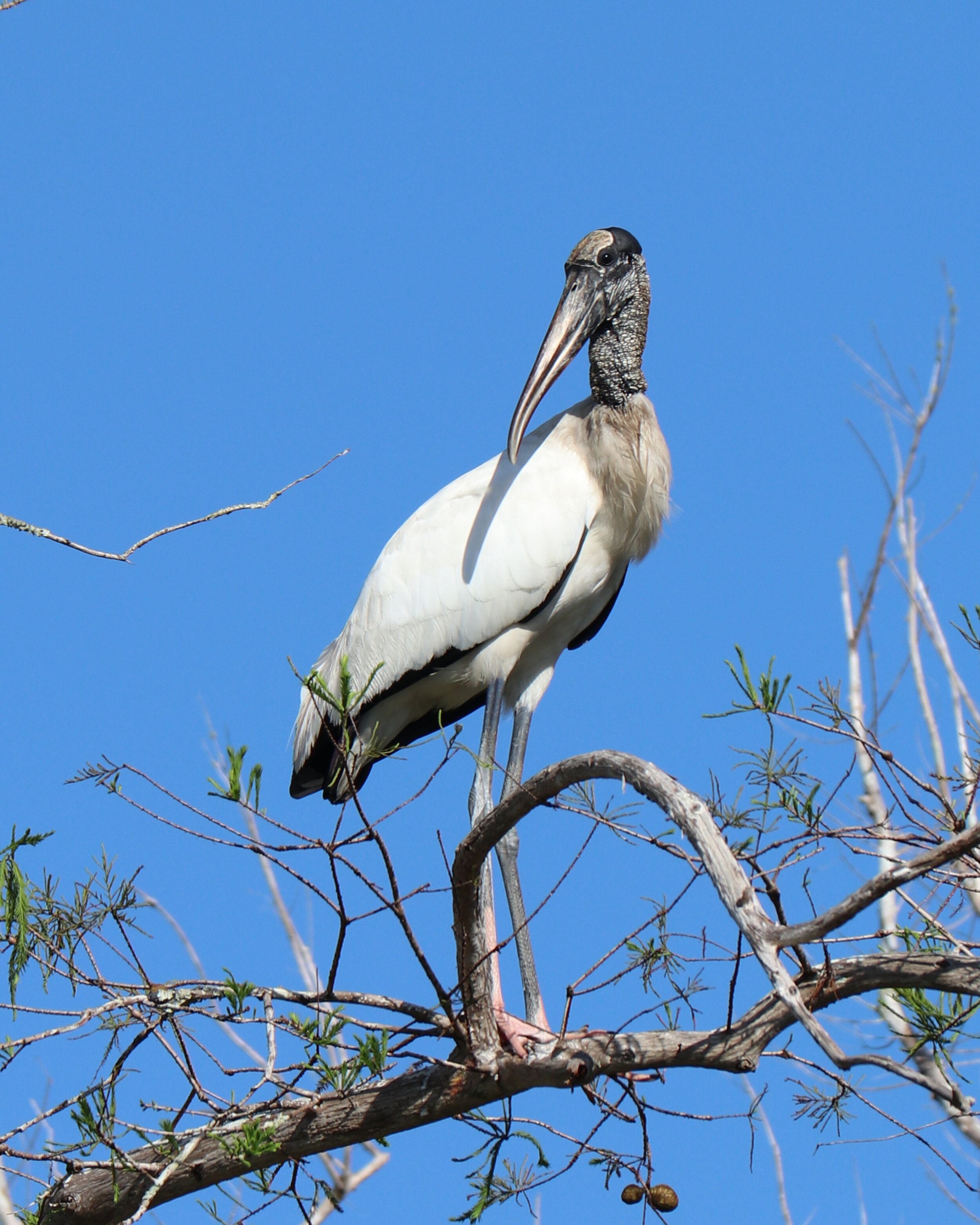 Wood Stork in a tree.jpg