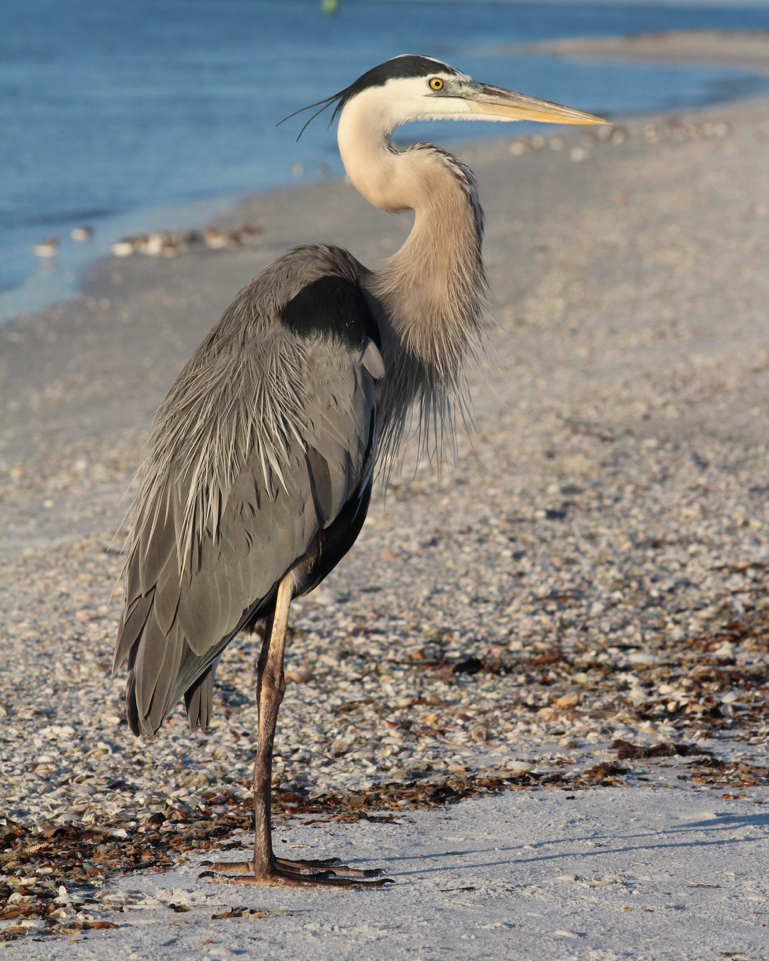 Great Blue Heron 71.jpg