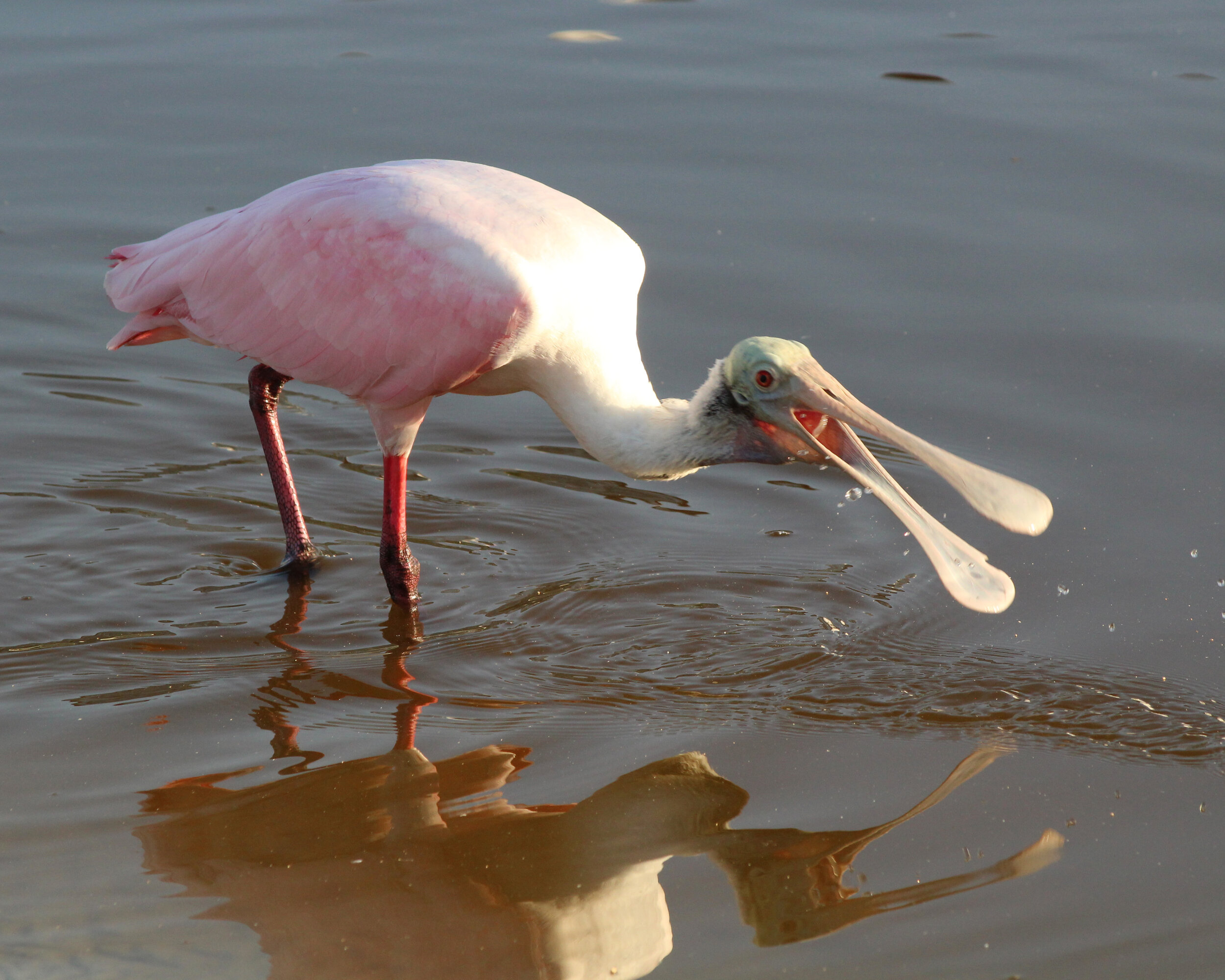 Roseate Spoonbill 2.jpg