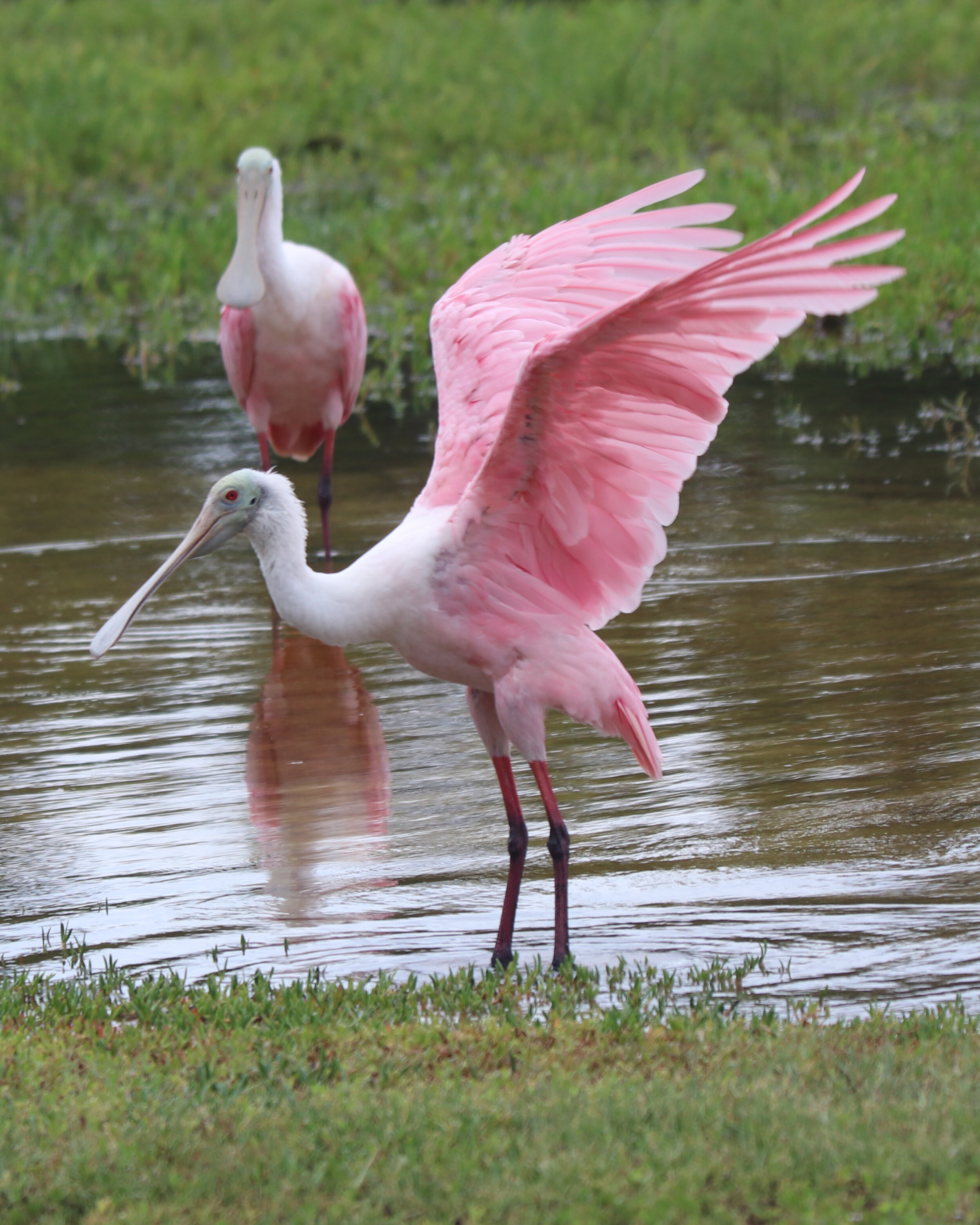 Roseate Spoonbill 3.jpg