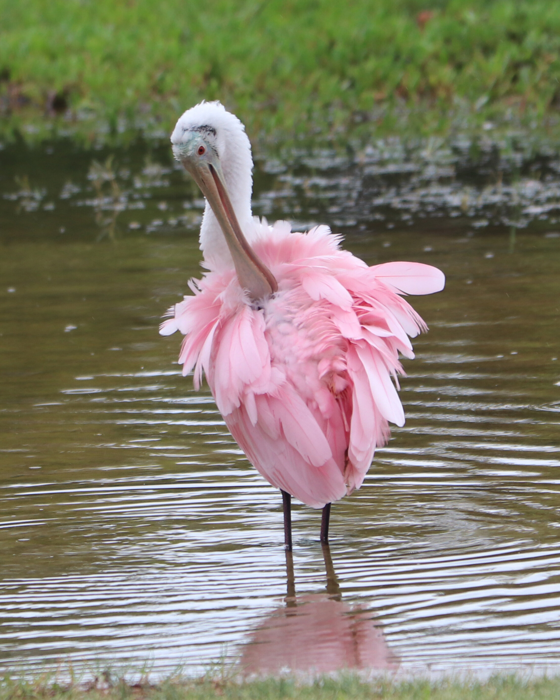 Roseate Spoonbill 4.jpg