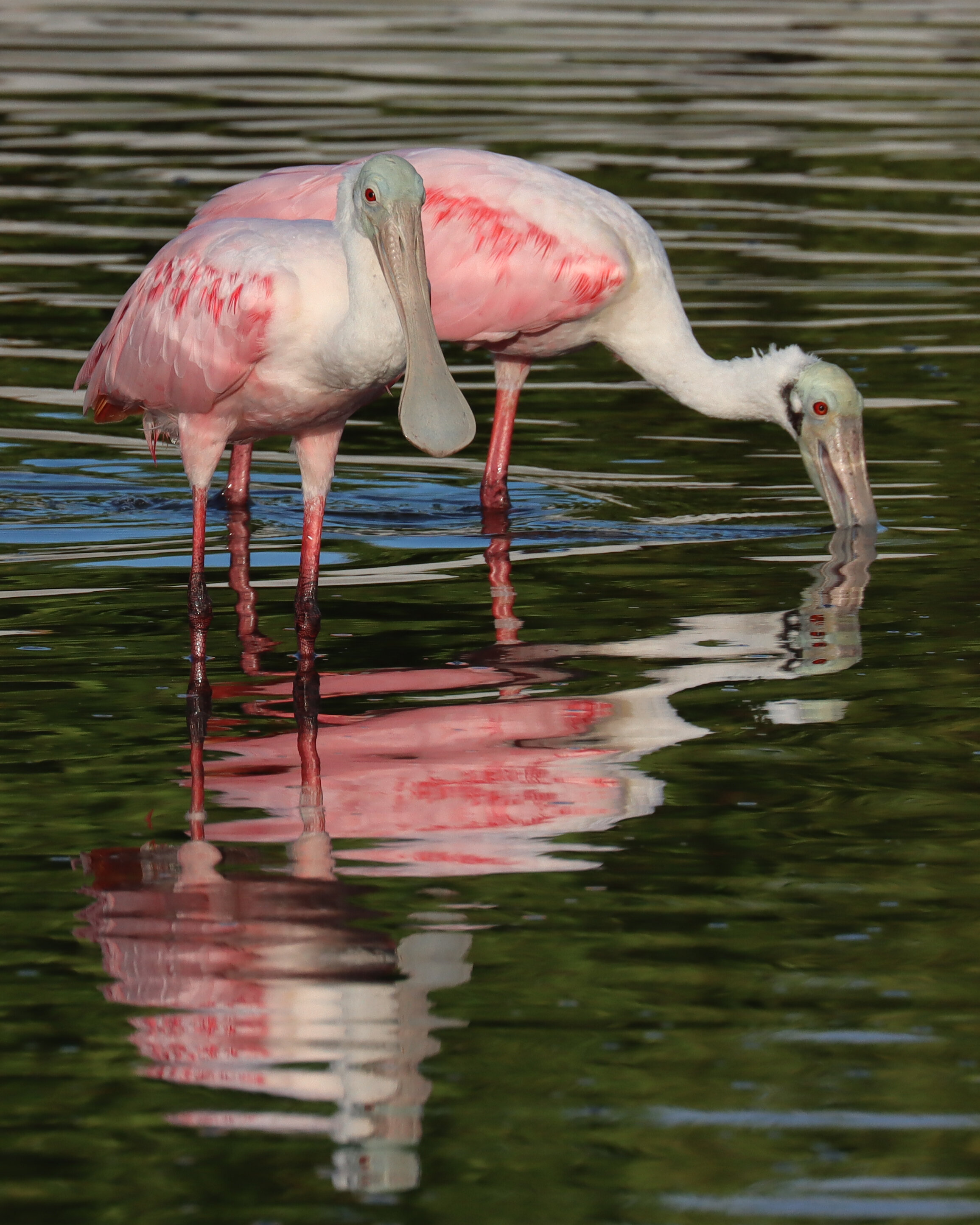 Spoonbills FMB 6-12-21.jpg