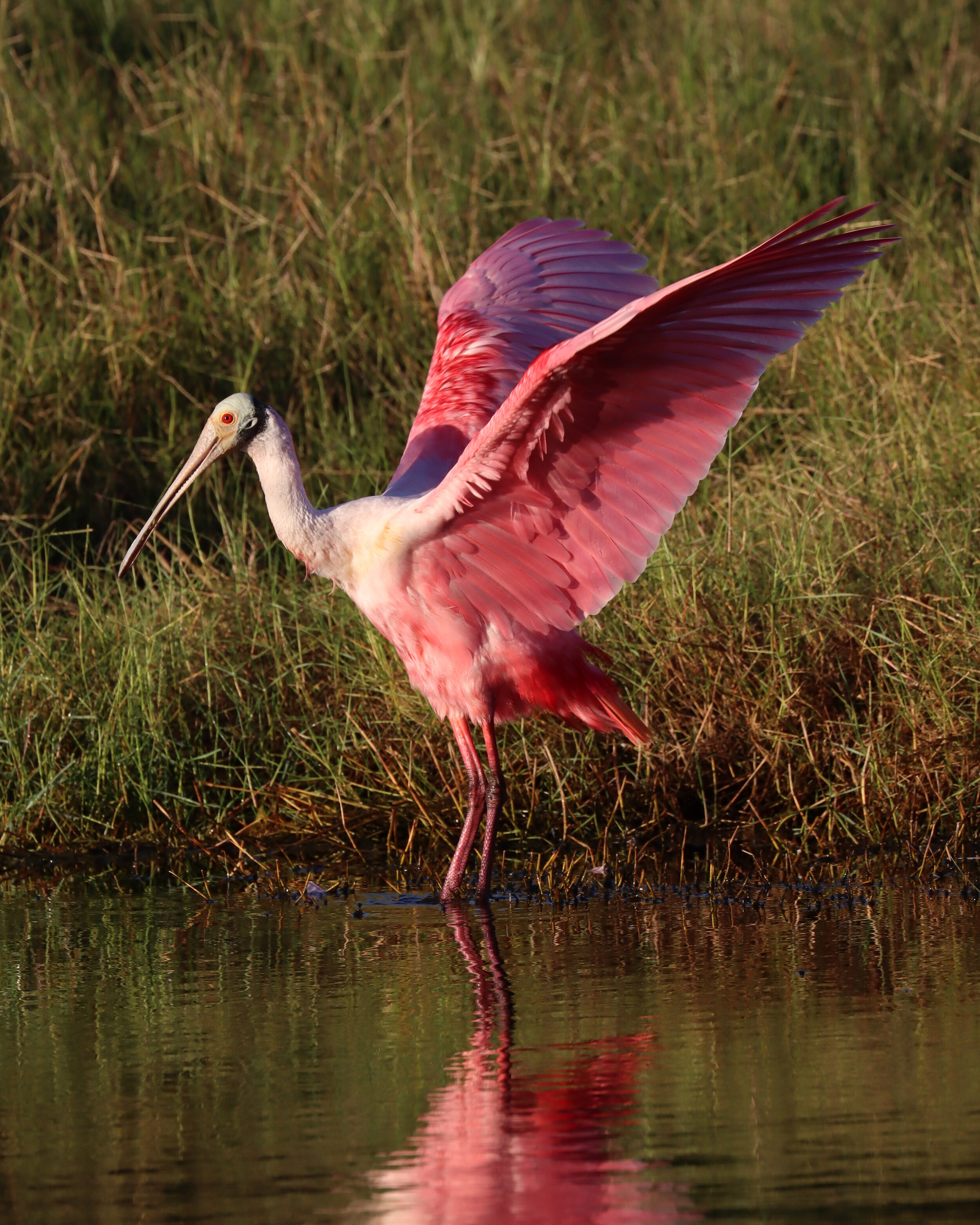 Spoonbill 10 WSII 11-23-20.jpg