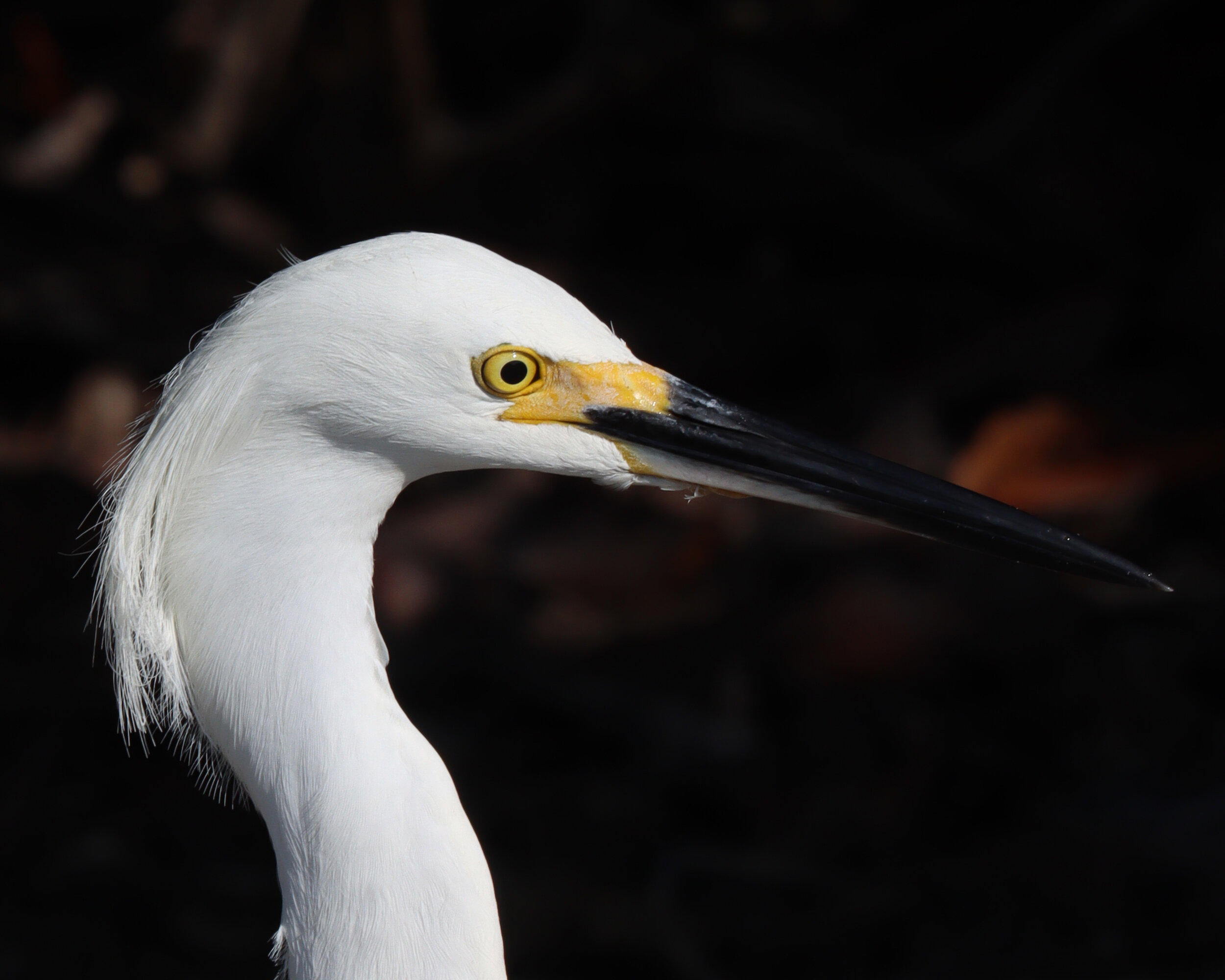 Snowy Egret 2 FMB 5-4-21.jpg