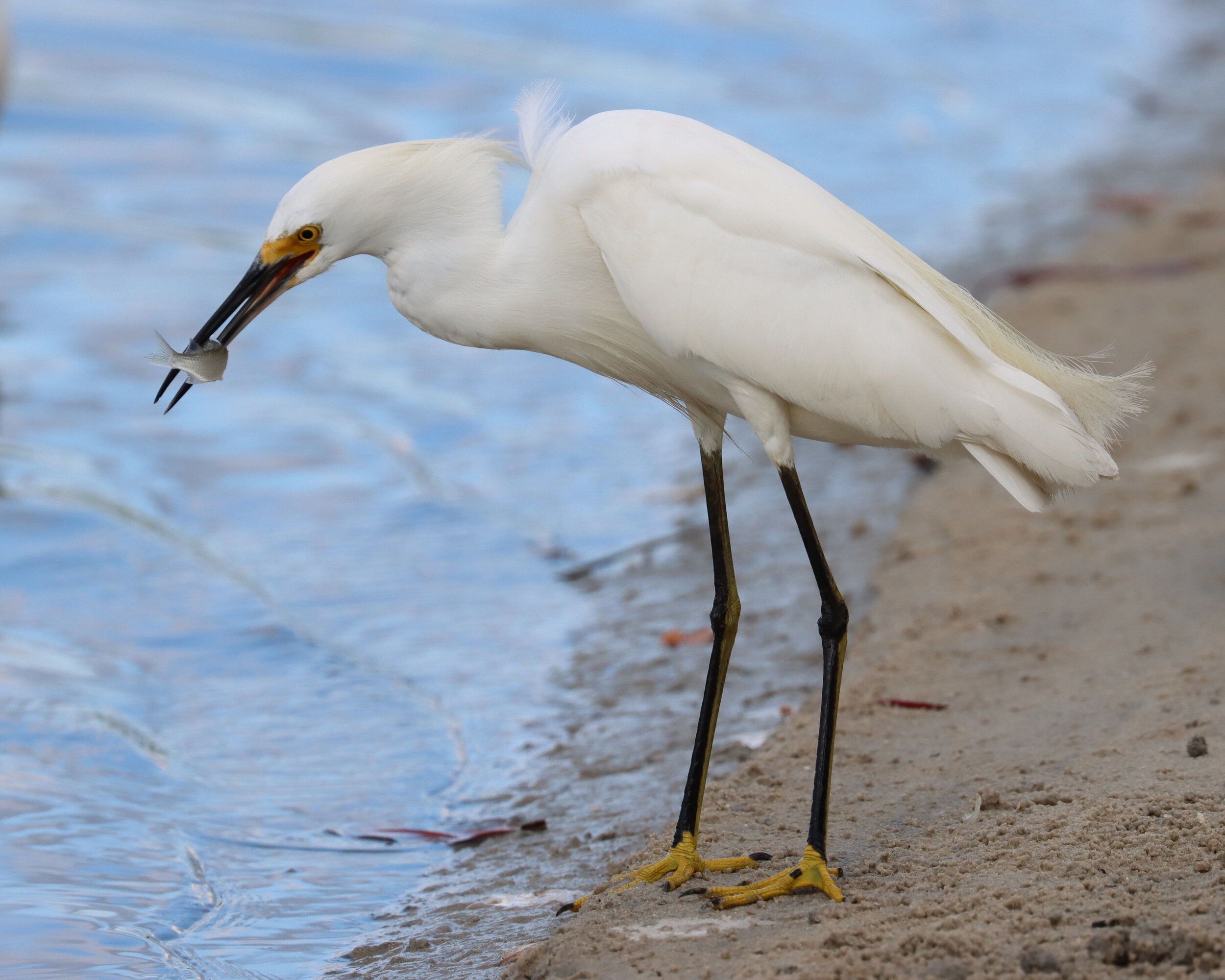 Snowy Egret with fish FMB 6-12-21.jpg