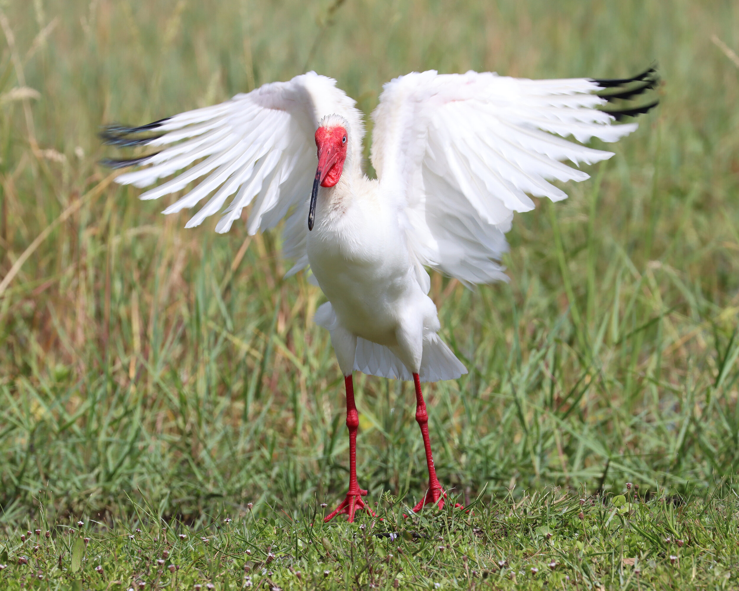 Ibis LP 6-19-20.jpg