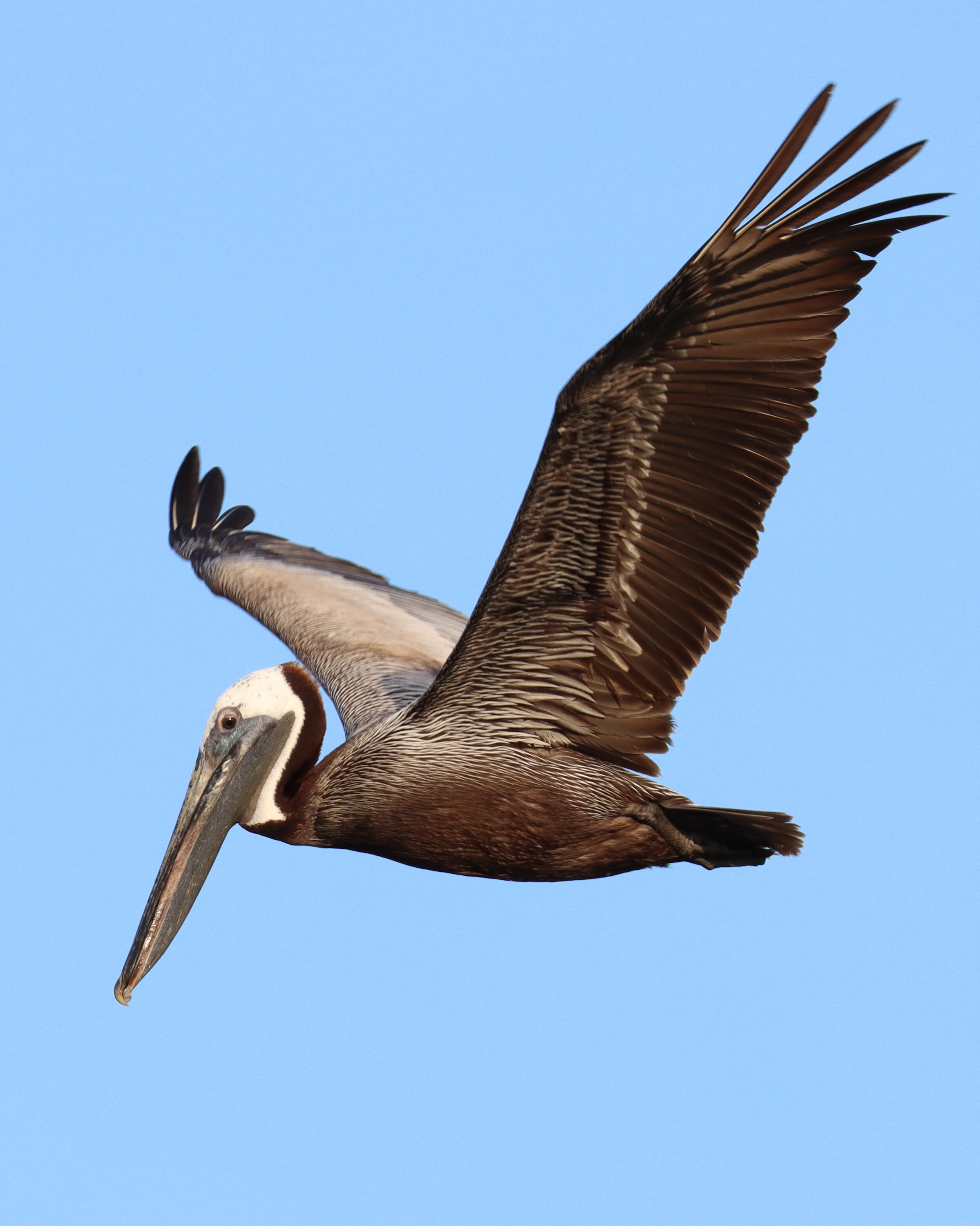 Pelican flight FMB 6-12-21.jpg