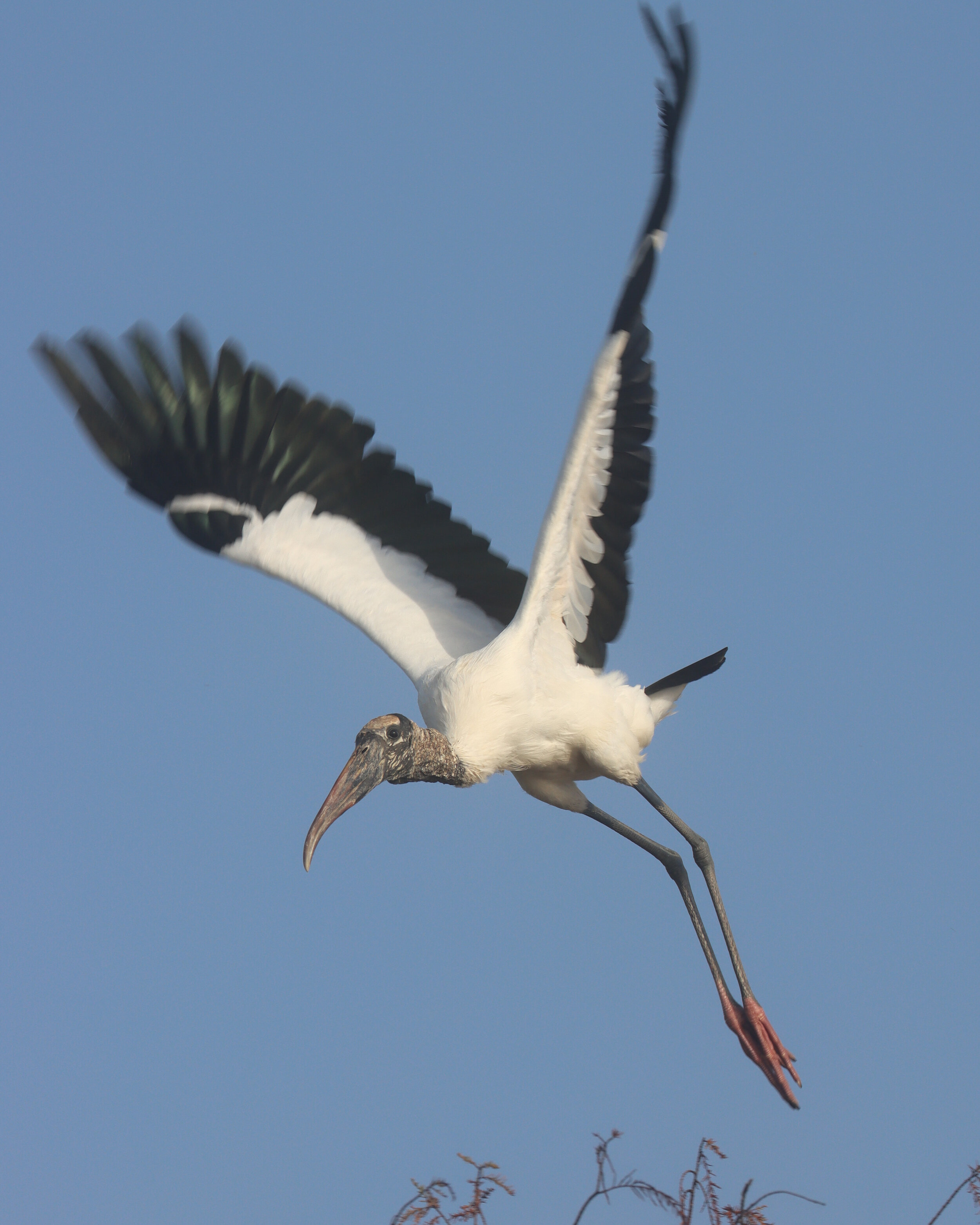 Stork Harns 1-23-21.jpg