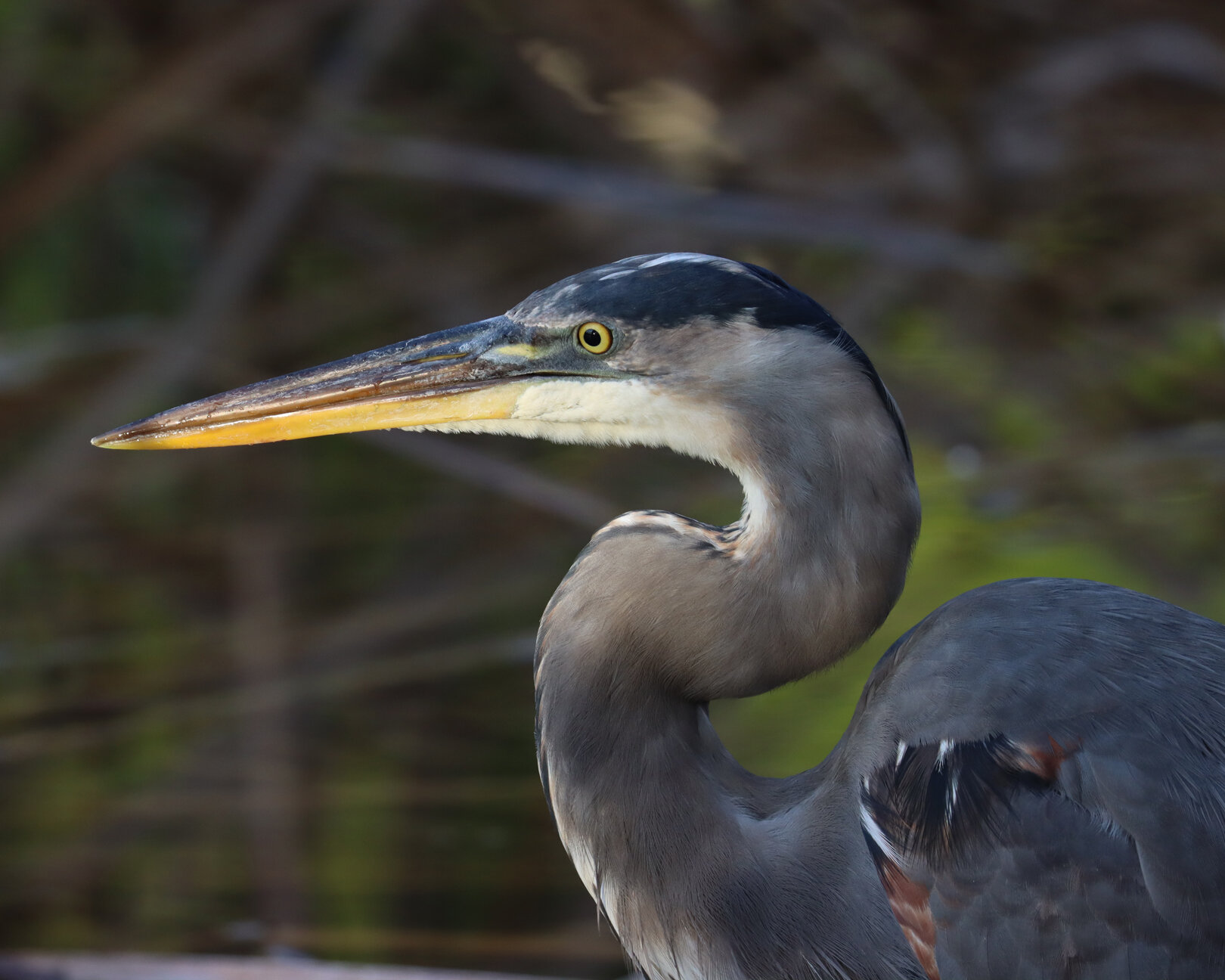 Great Blue Heron LP 10-24-20.jpg