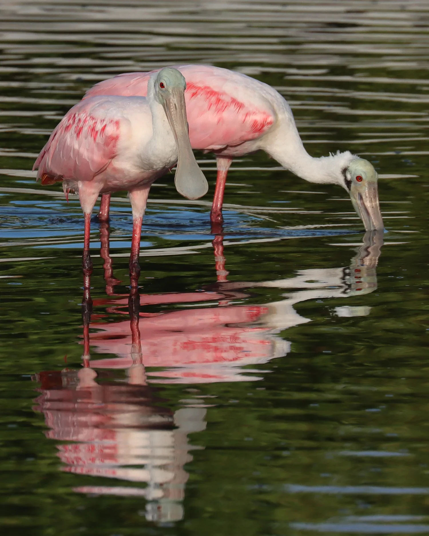 Spoonbill inspirational photo for Jenny’s First Catch