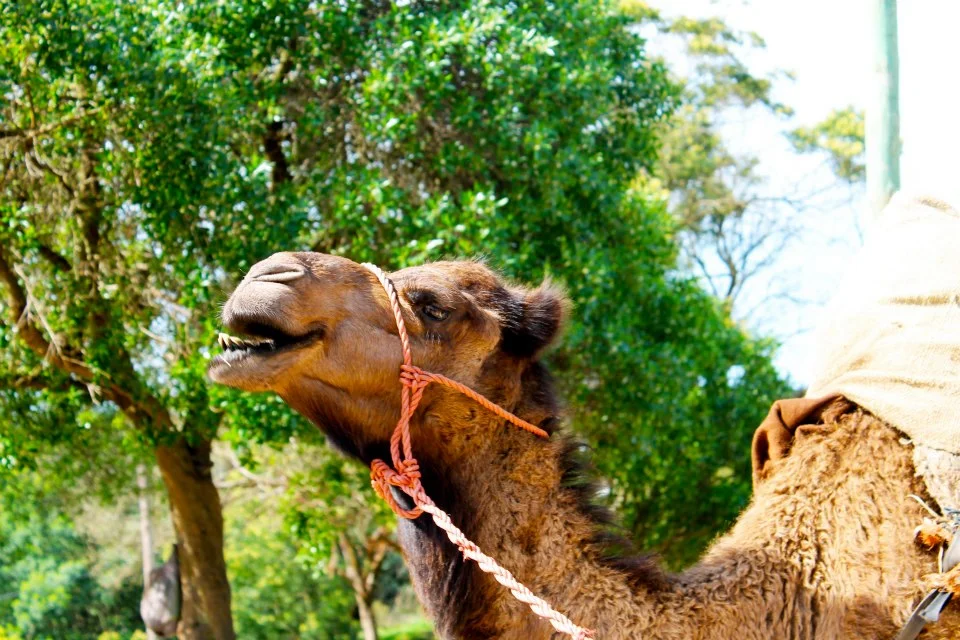 camel.jpg
