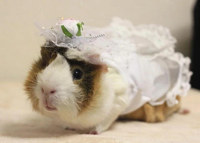 Santa Guinea Pig - Via Laughing Squid