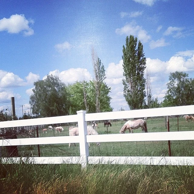 The view where I grew up--this is what you see when you just drive around outside a small town.