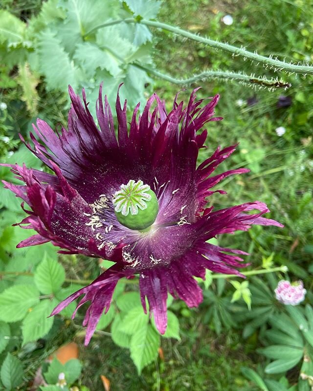 My dreams of an abundance of poppies have finally come true! Most of these (except the danish flag poppy and the deep purple one) are from seeds I found on my walks in parking strips and such.