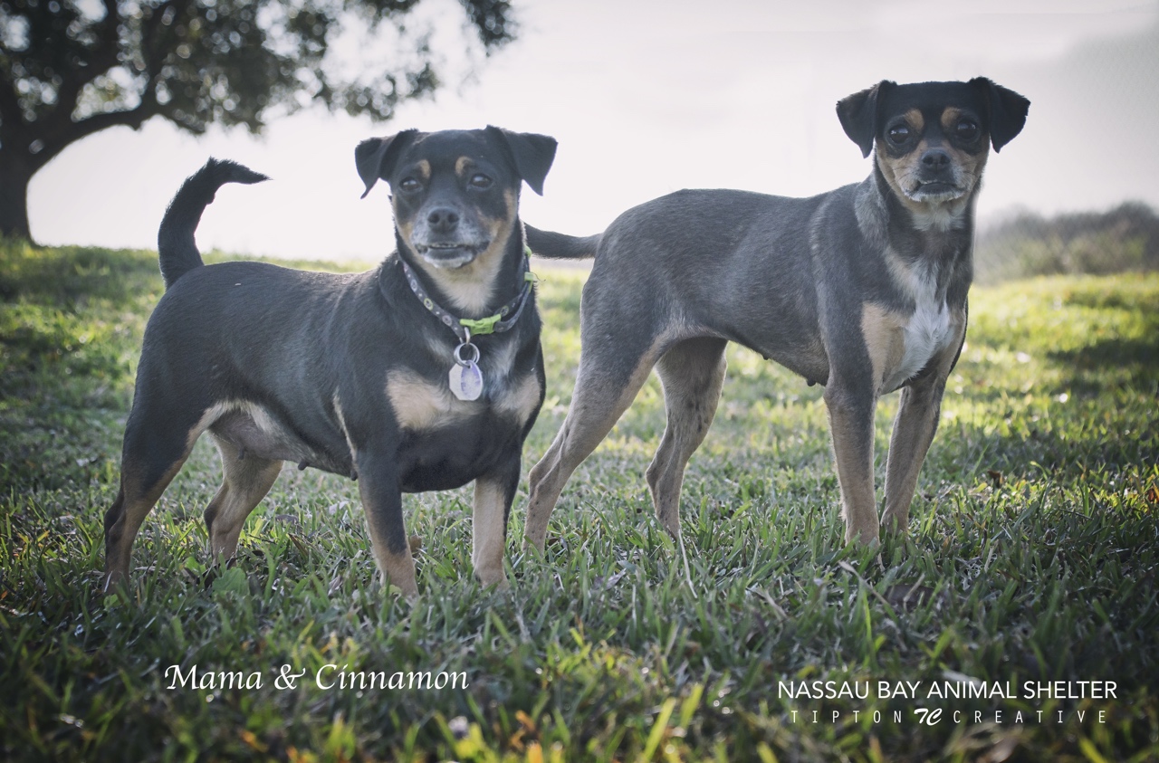 0_NB_DSC_7413cinnamon&mama5.jpg