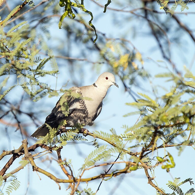 zBirdsPost 1-20210525 Eurasian Collared Dove.jpg
