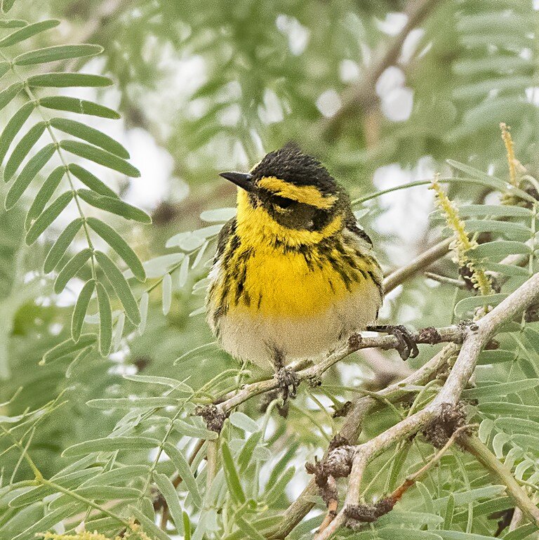 zBirdsPost 1-20210526 Townsend's Warbler 03.jpg