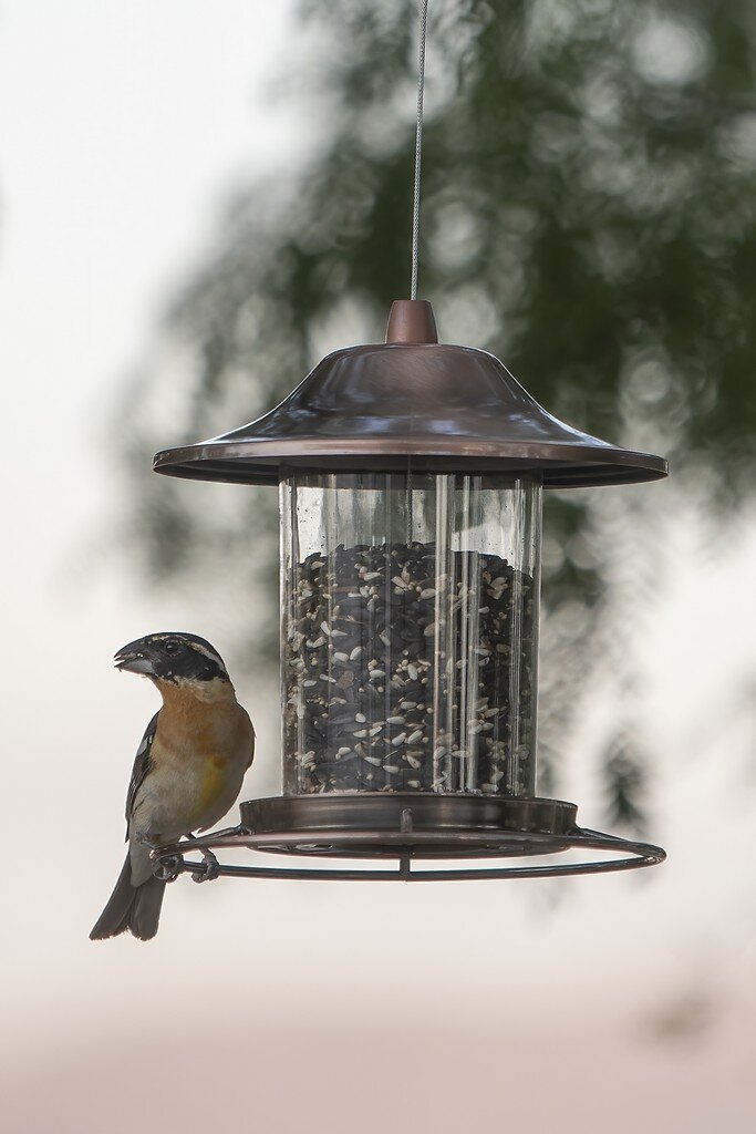 zBirdsPost 1-20210604 Black-Headed Grosbeak 04.jpg