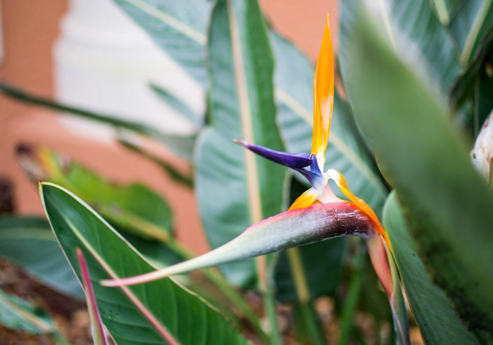 Our Bird of Paradise guarding my bedroom window survived - with damage to only one of his head 'feathers.'