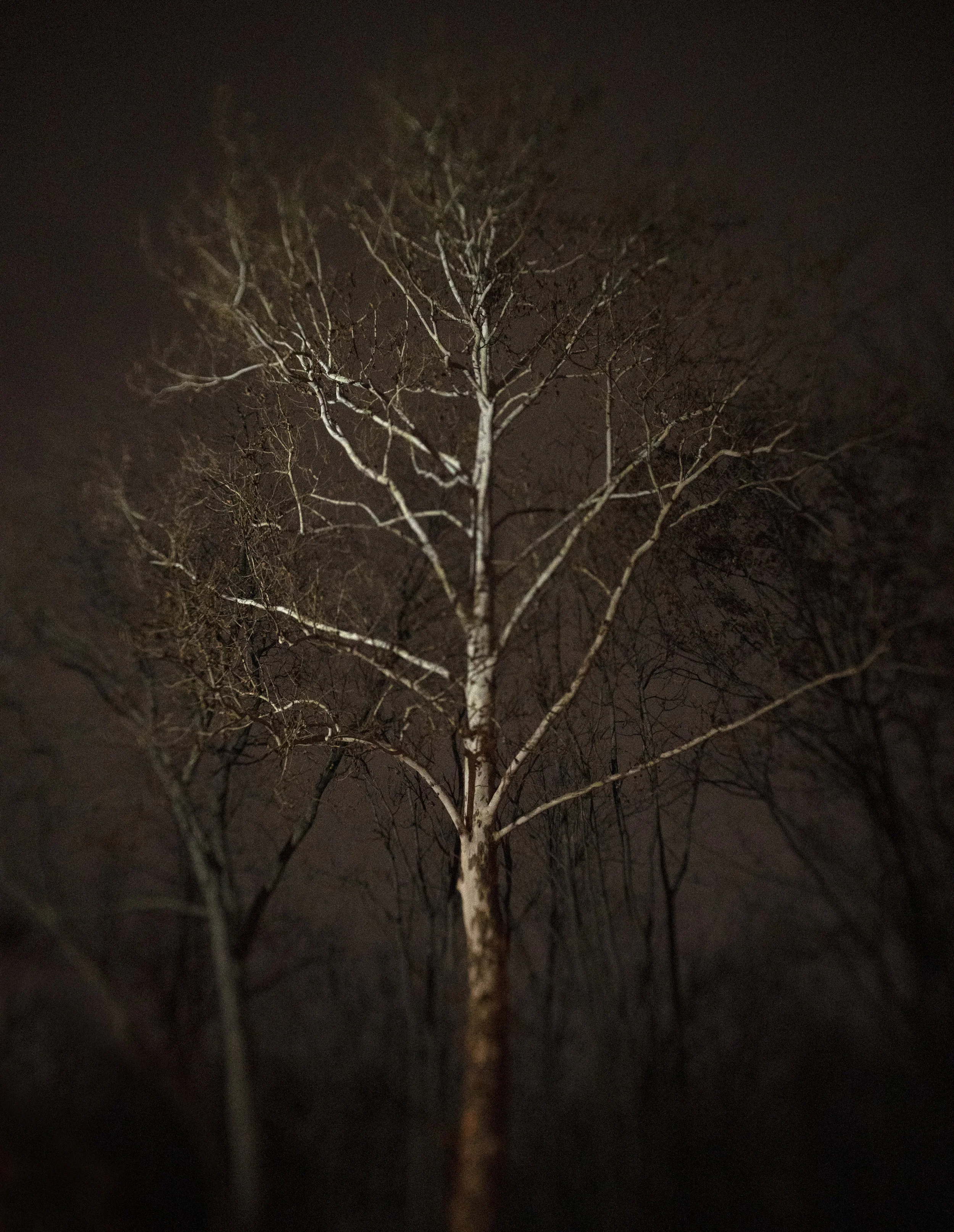 Detroit tree.jpg
