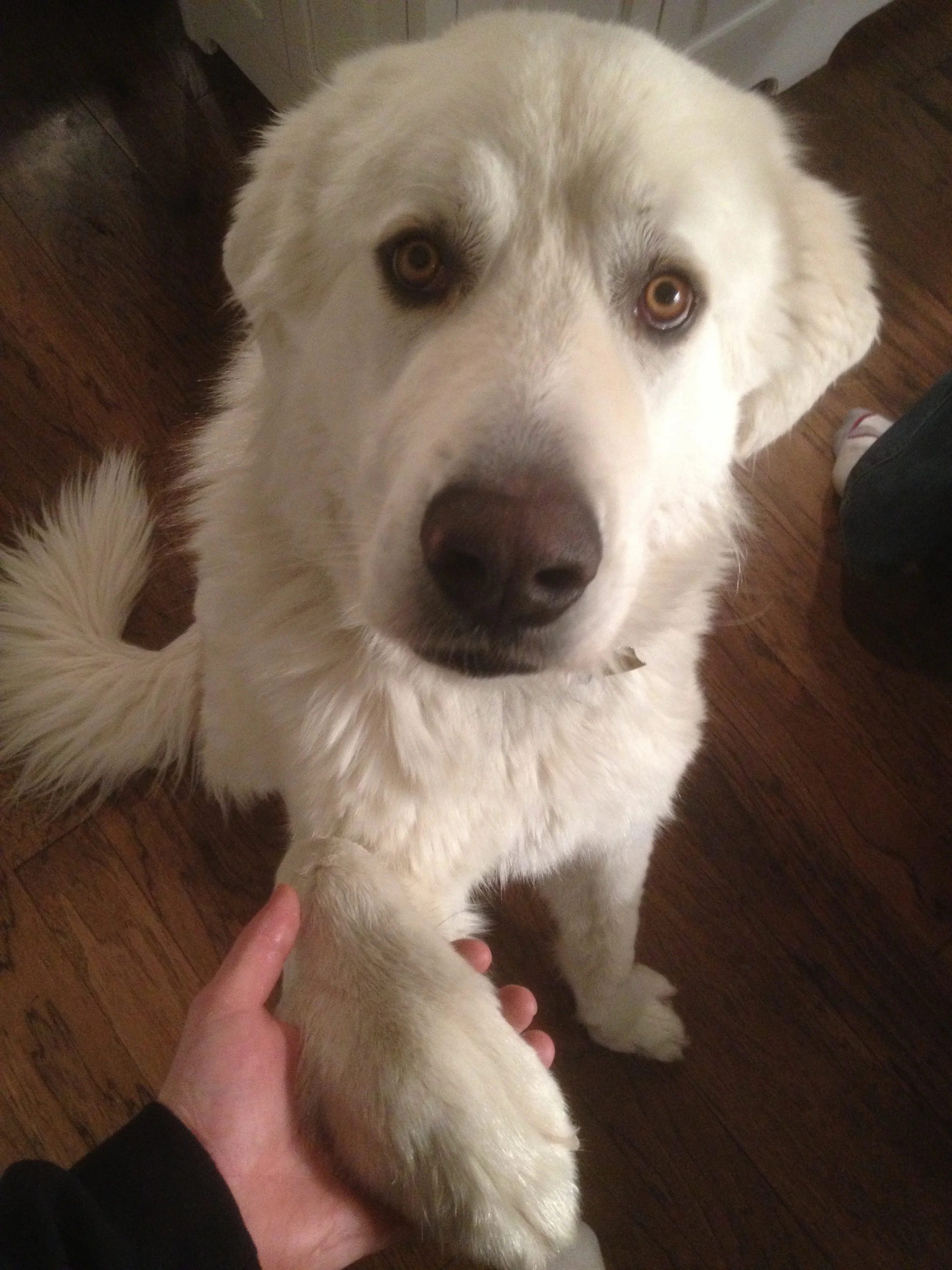 BIG DOG.jpg