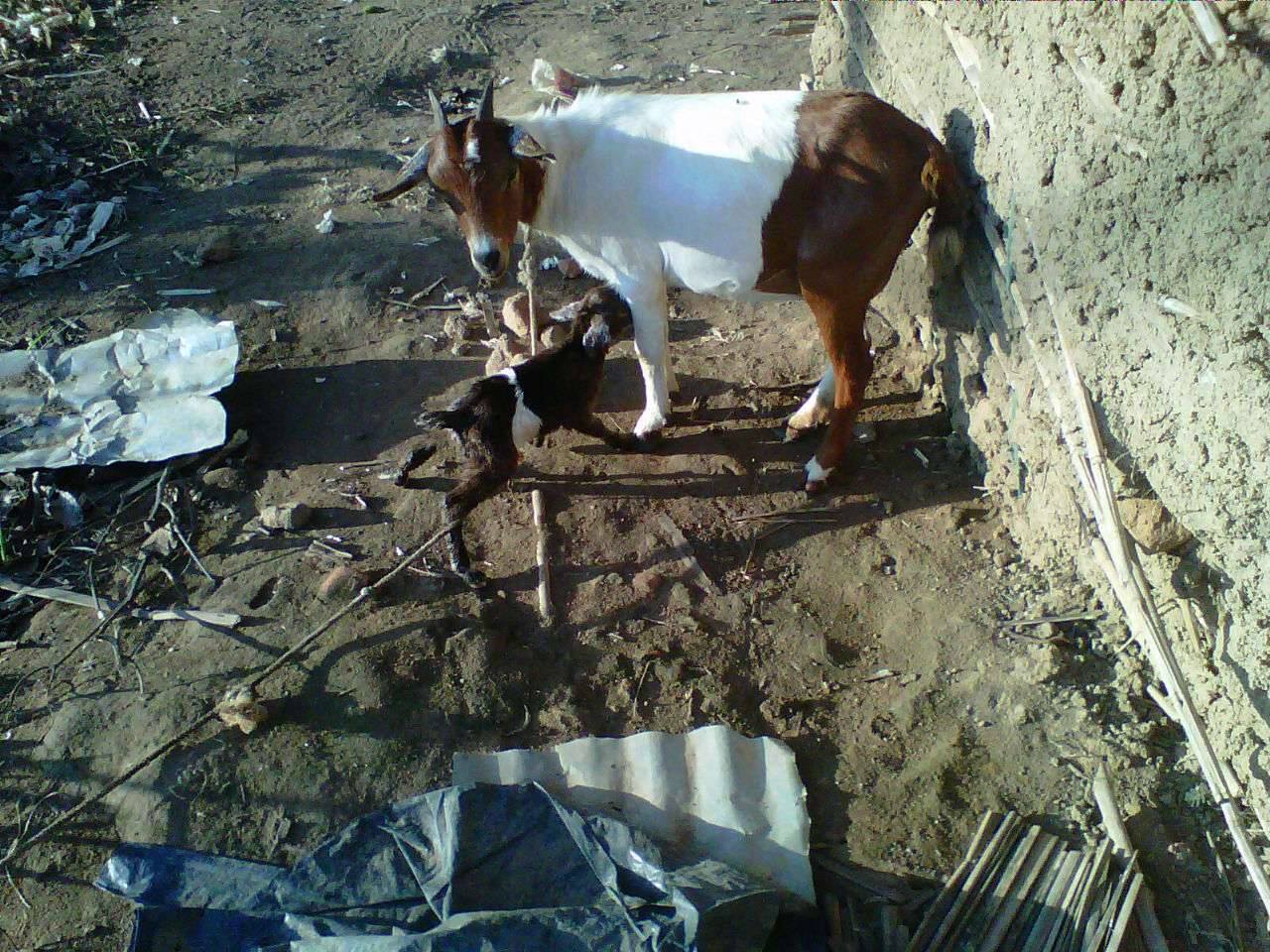 One of our goat that gave birth to one kid here at God's Village.