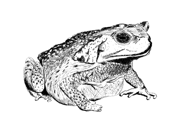 toad.jpg