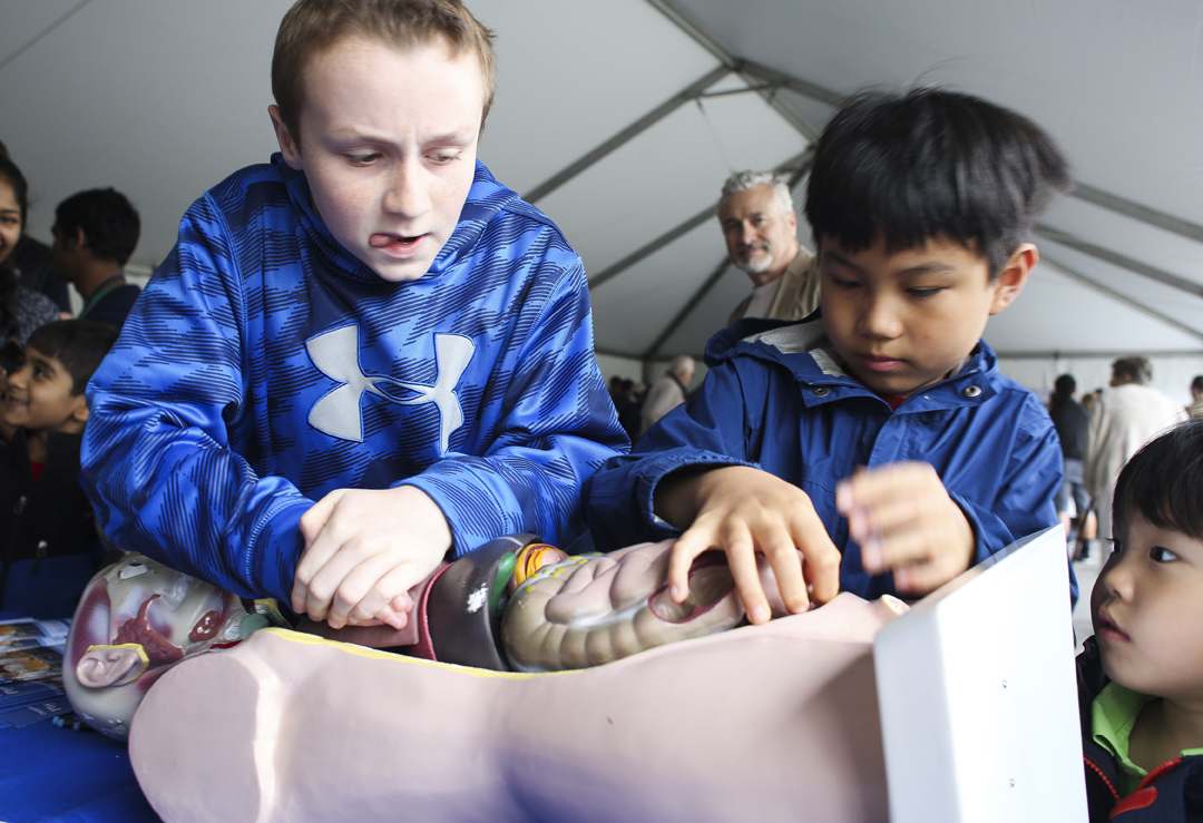 From left, Newport News resident Brady Vincent, 11 and Virginia Beach Dian Chen, 10 as Tuo Chen, 4, watches them place body parts back into a demonstration on proton therapy at the Jefferson Lab Open House in Newport News, Saturday, April 30, 2016. (Sonya Paclob / Special to the Daily Press) 